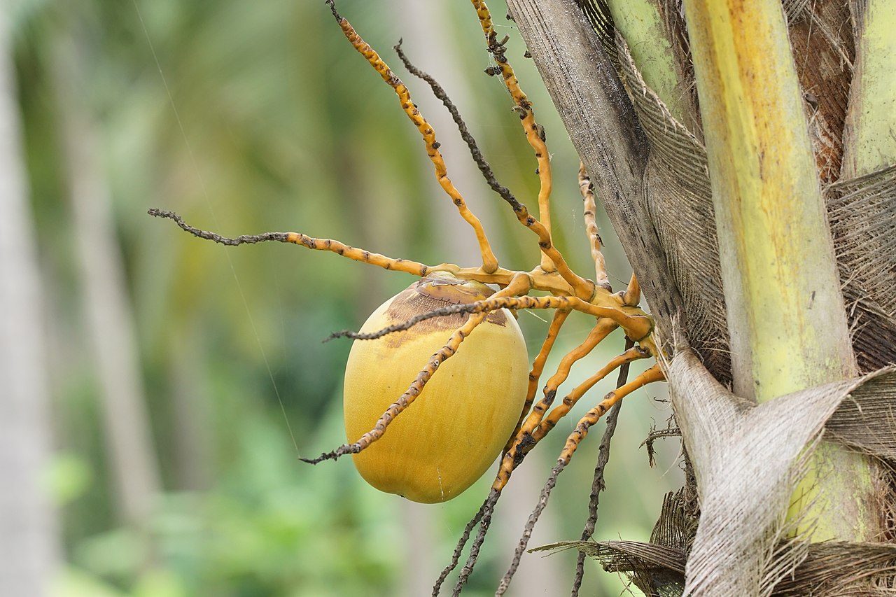 Kokospalm 2