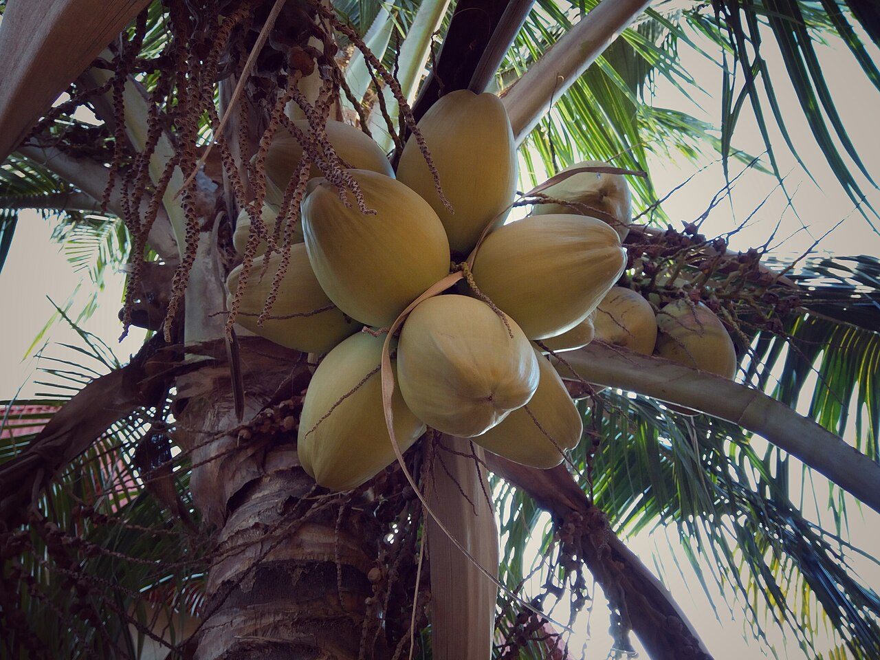 Kokospalm 3