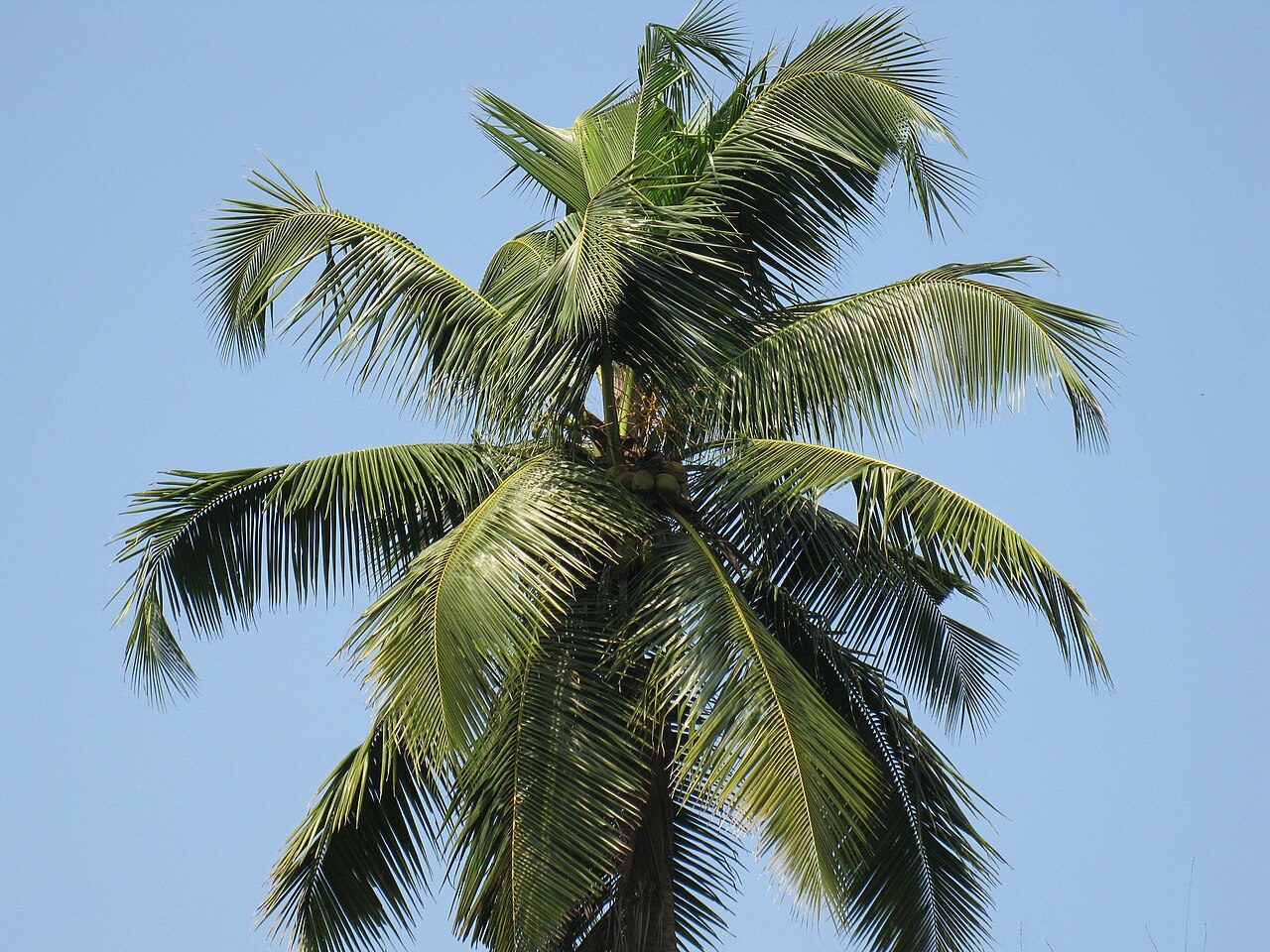 Kokospalm 4