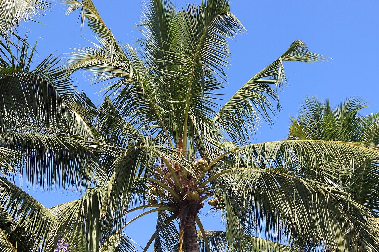 Kokospalm 5