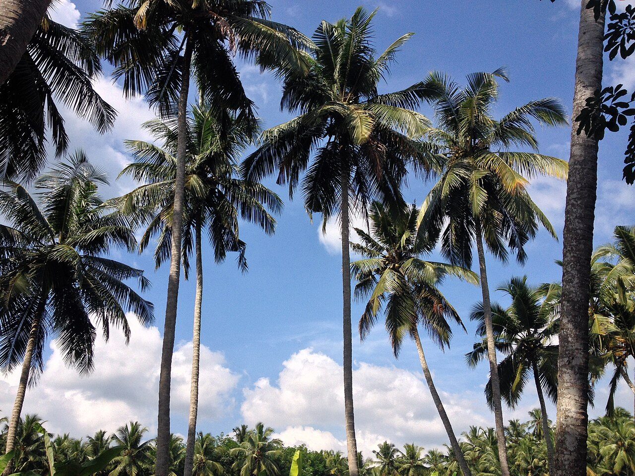 Kokospalm 6