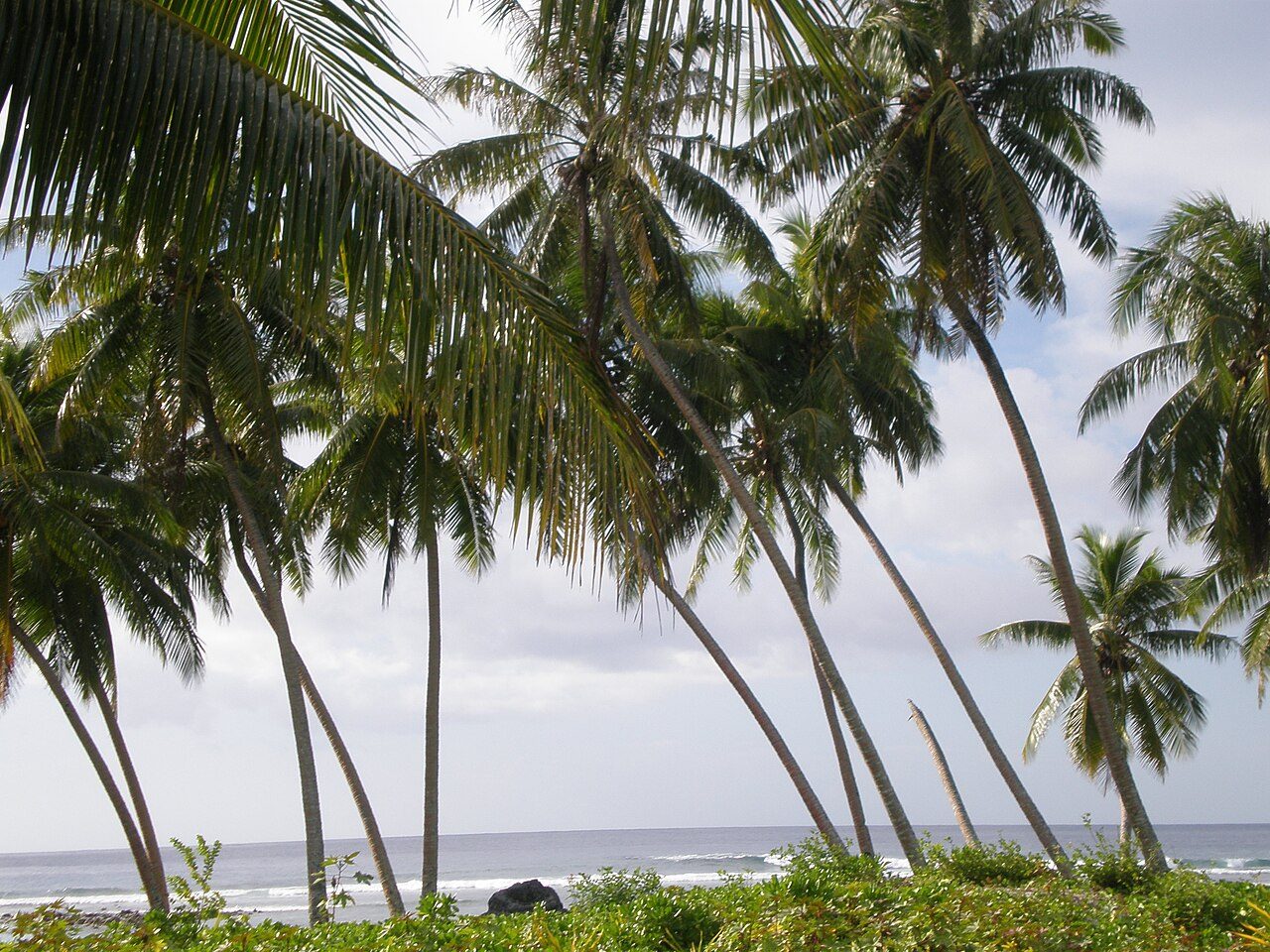 Kokospalm 9
