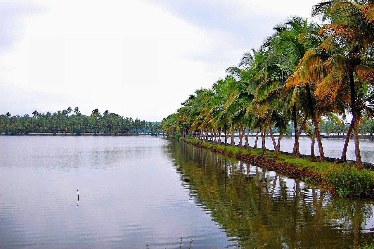 Kokospalm 10