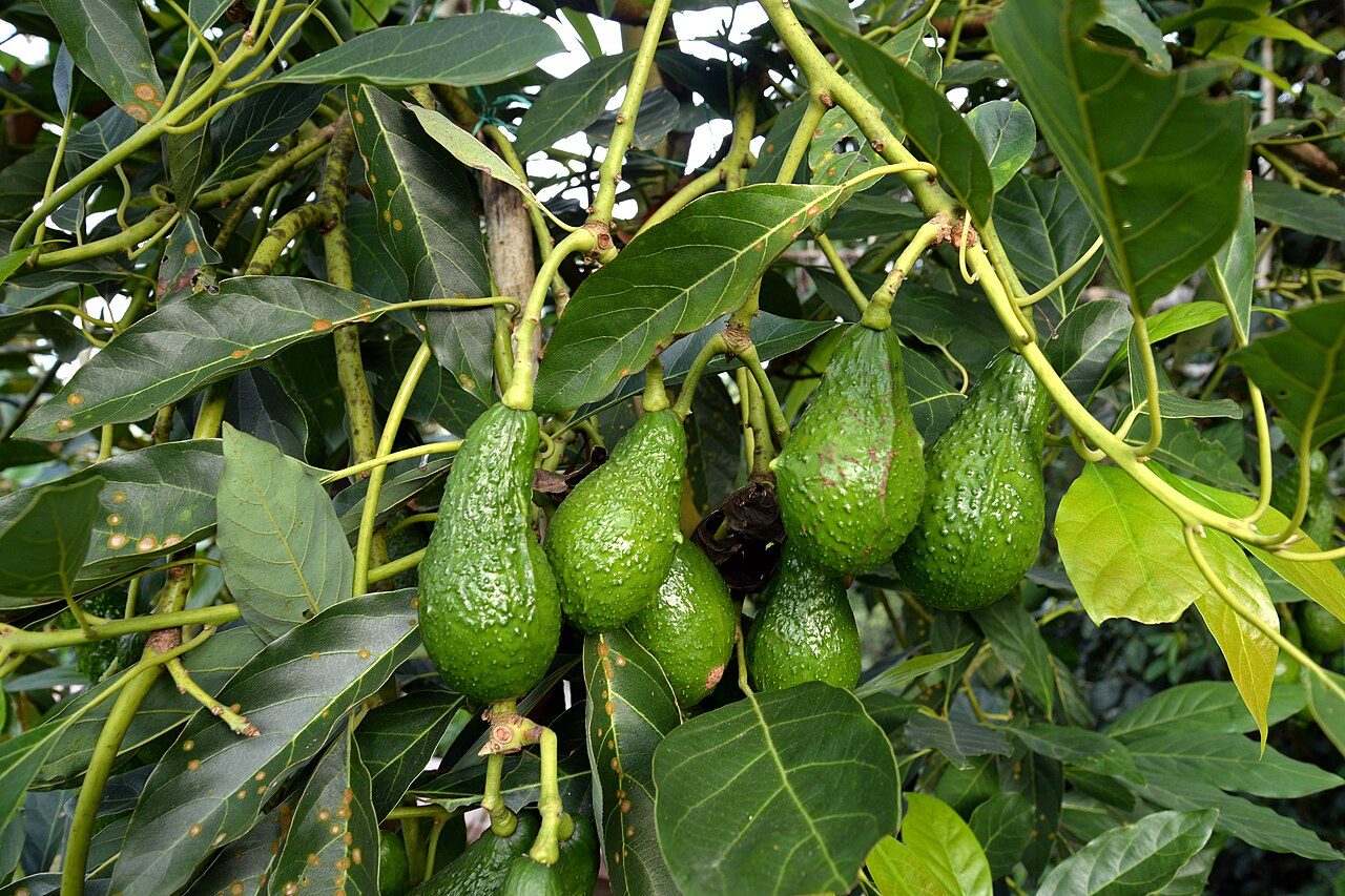 Avocatier 4