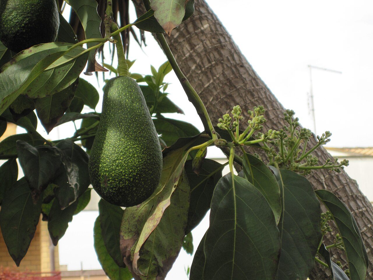 Avocatier 5