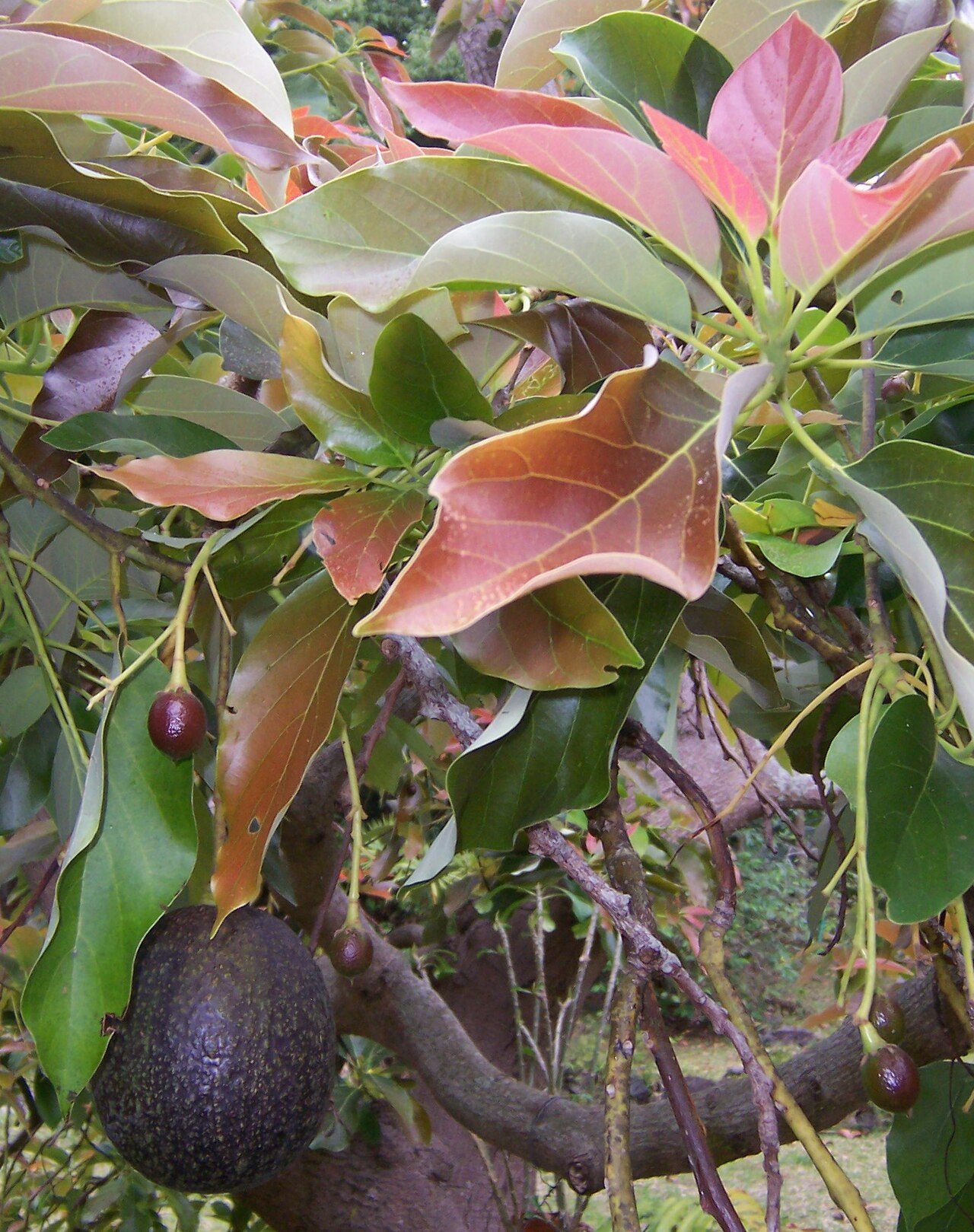 Avocatier 7