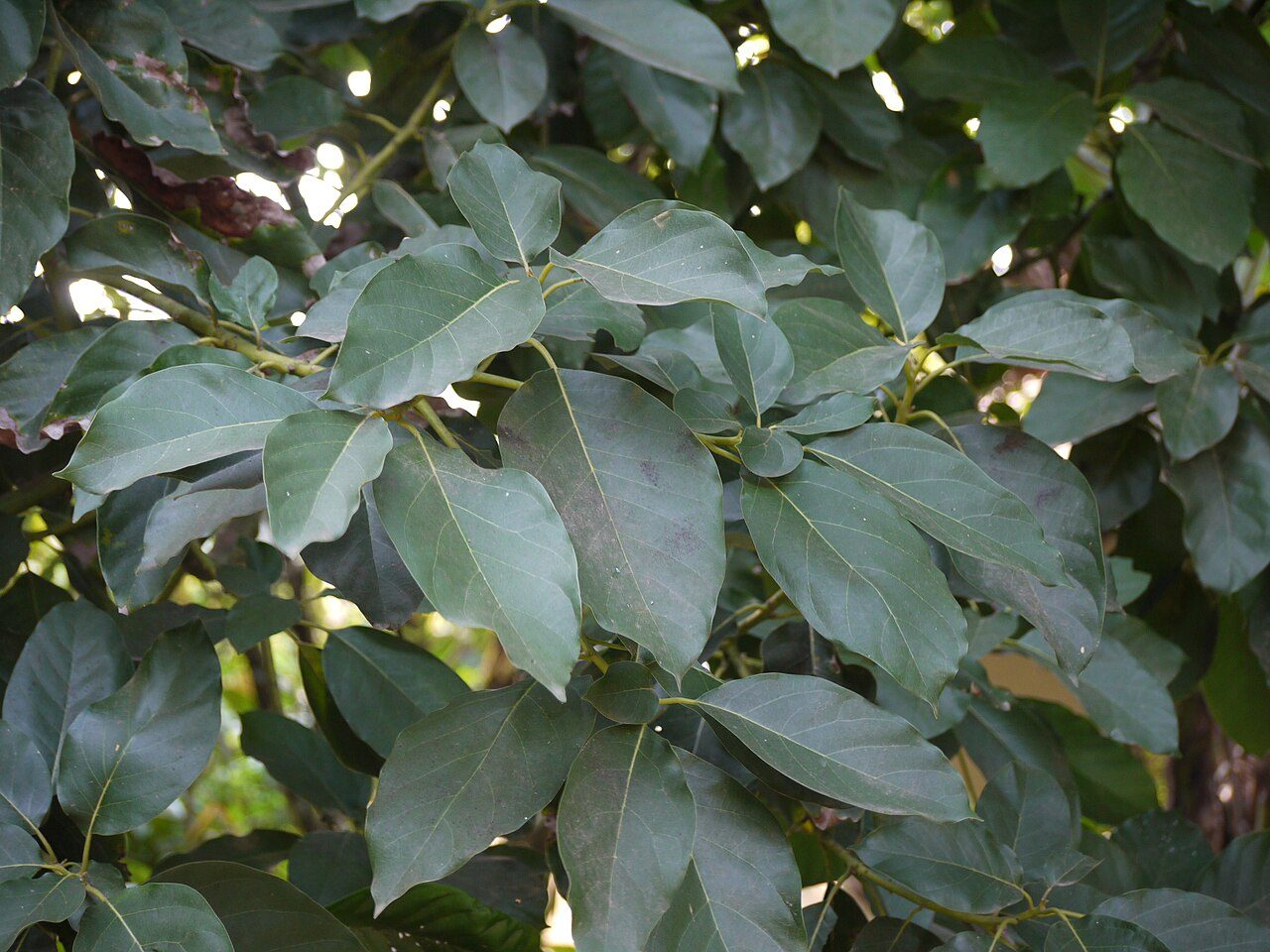 Avocatier 9