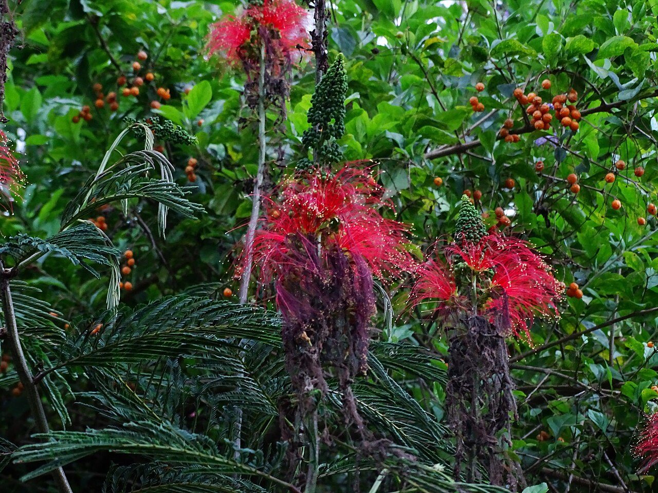 Calliandra calothyrsus