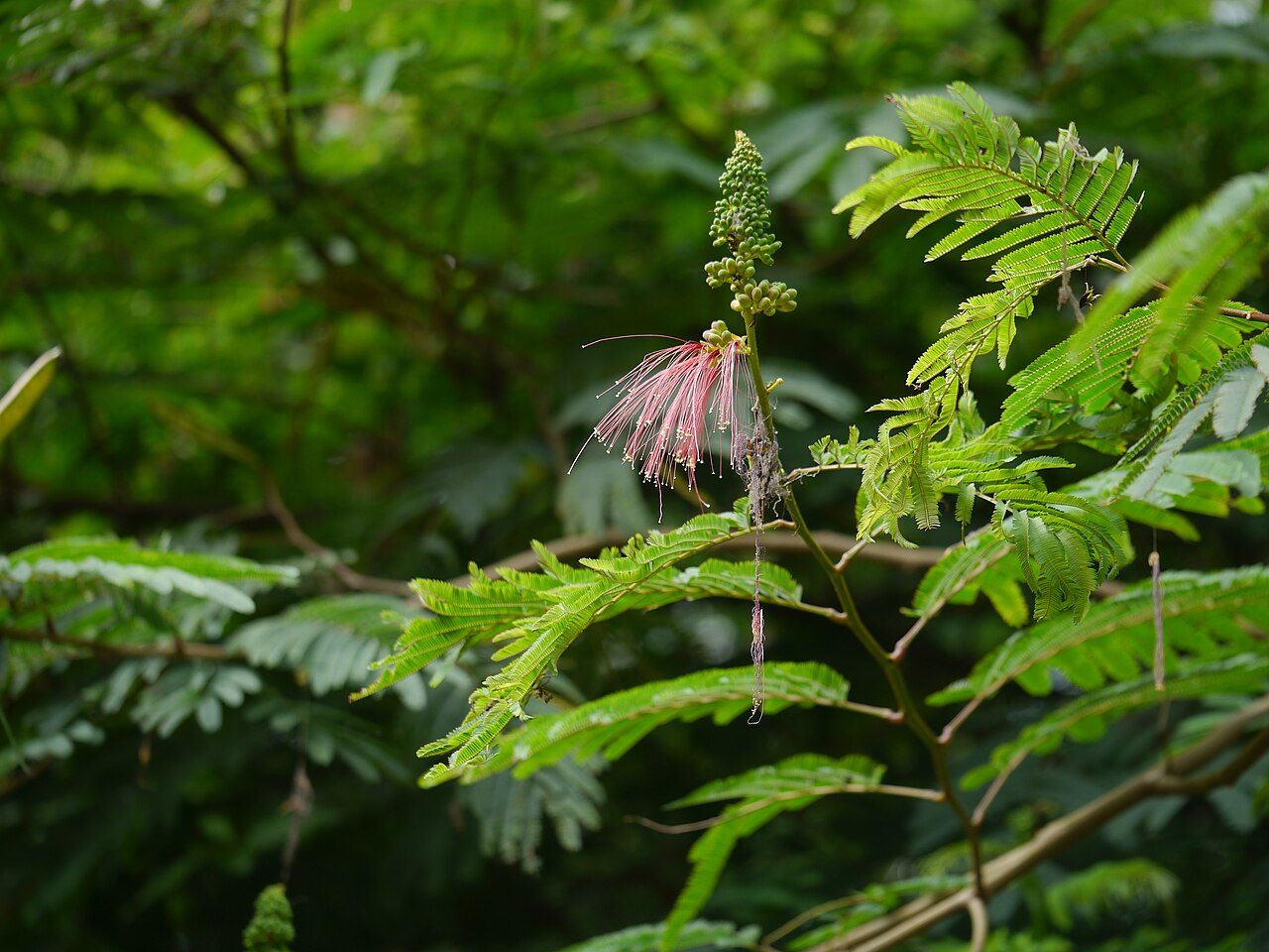 Calliandra calothyrsus 2