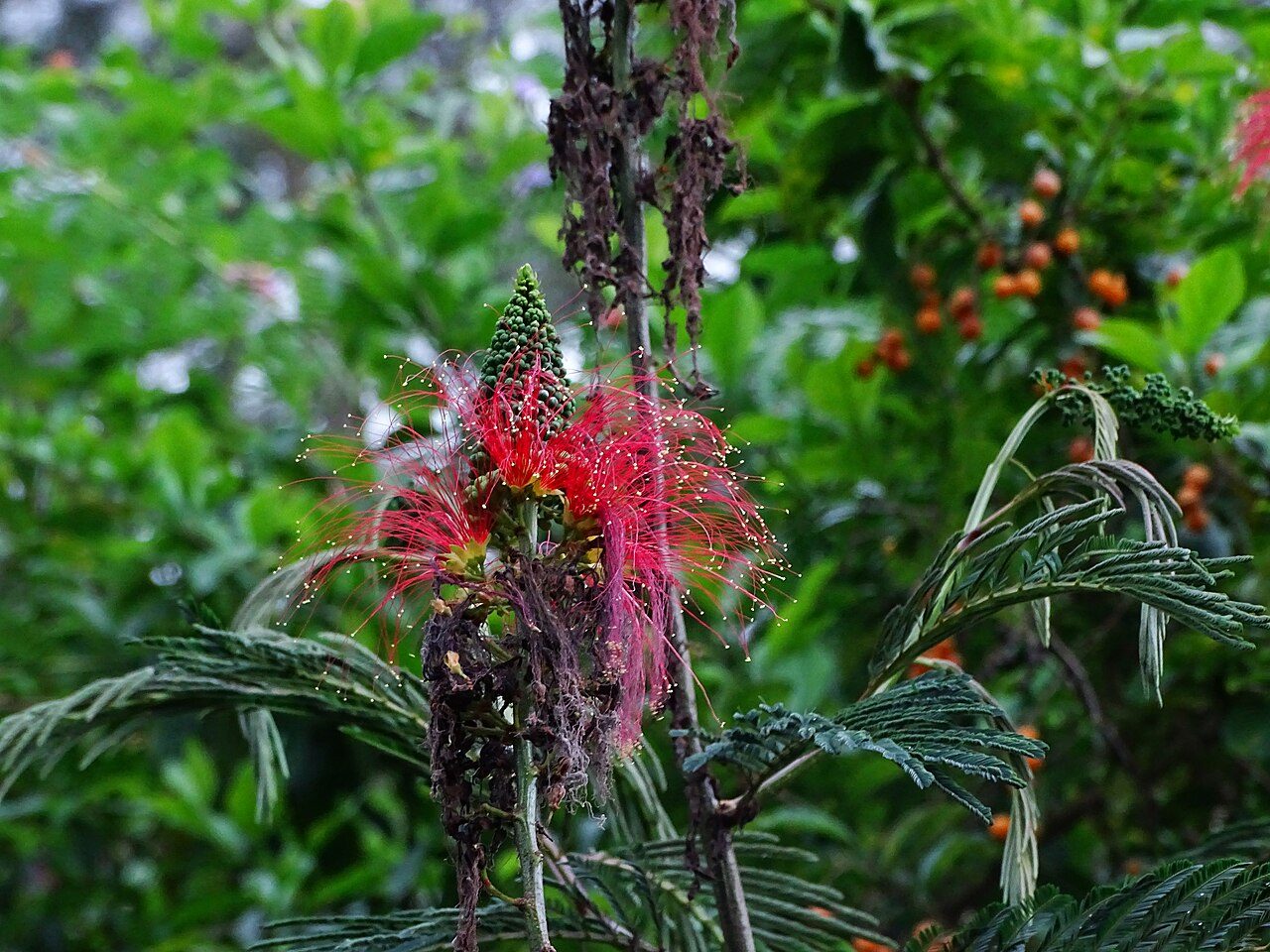 Calliandra calothyrsus 3