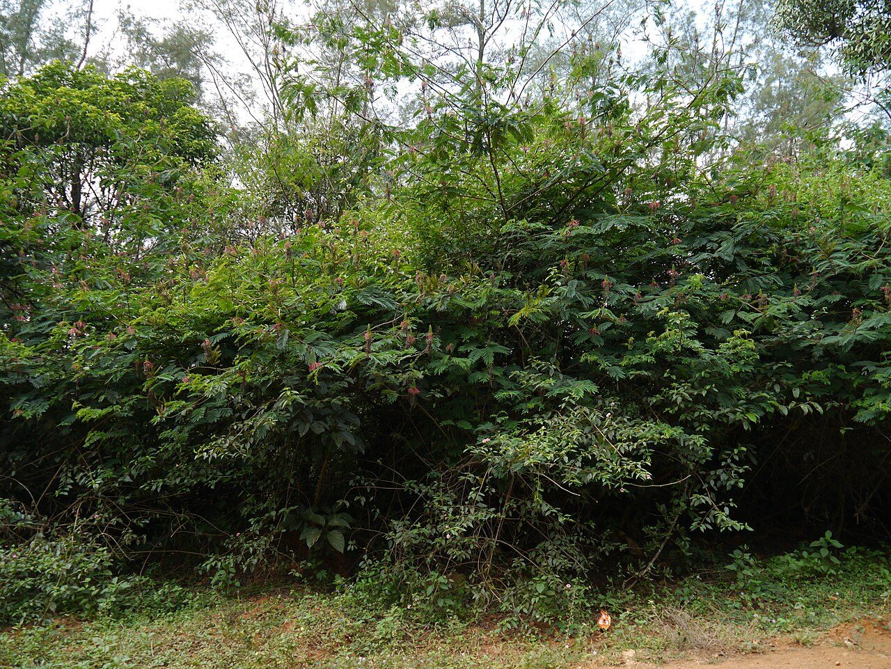 Calliandra calothyrsus 4