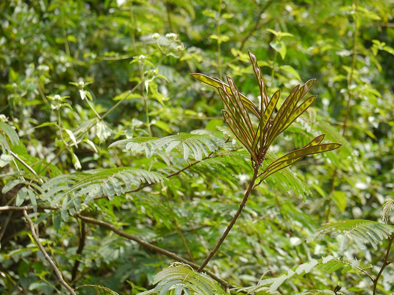 Calliandra calothyrsus 5