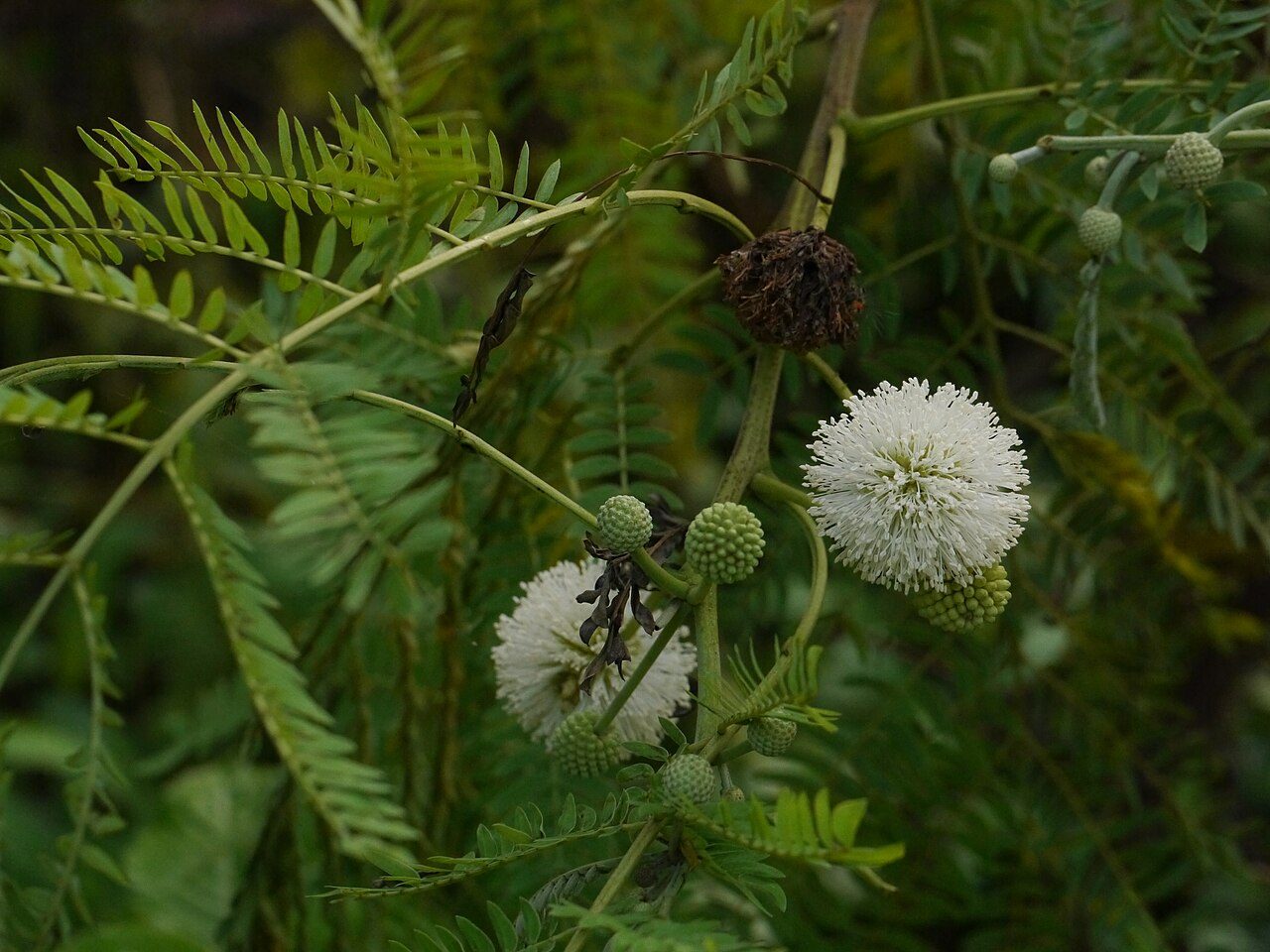 White leadtree 2