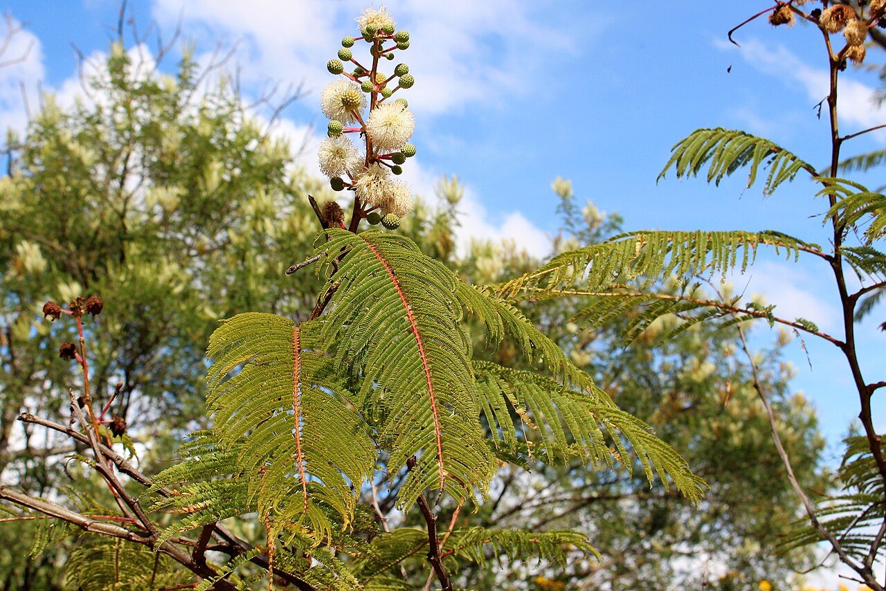 White leadtree 3