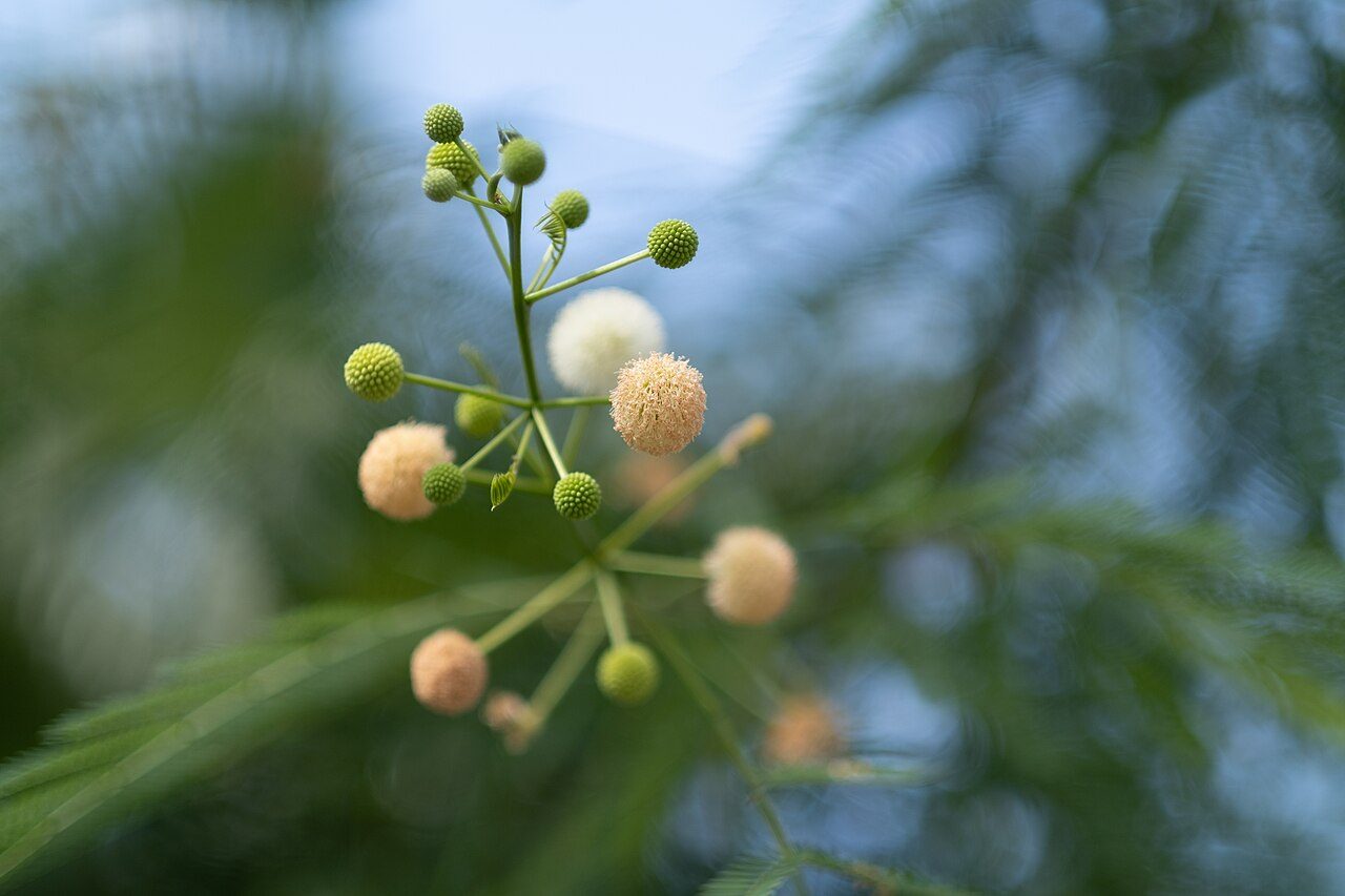 White leadtree 4