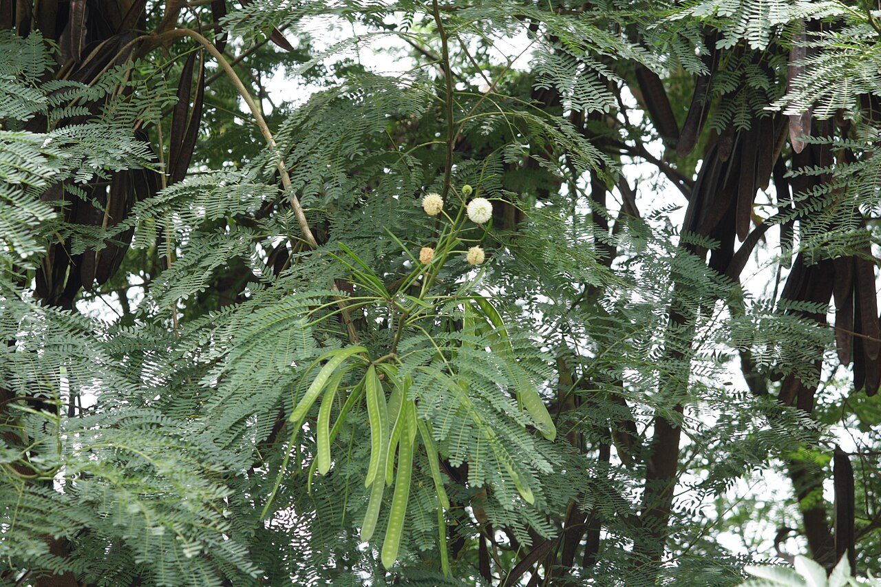 White leadtree 5