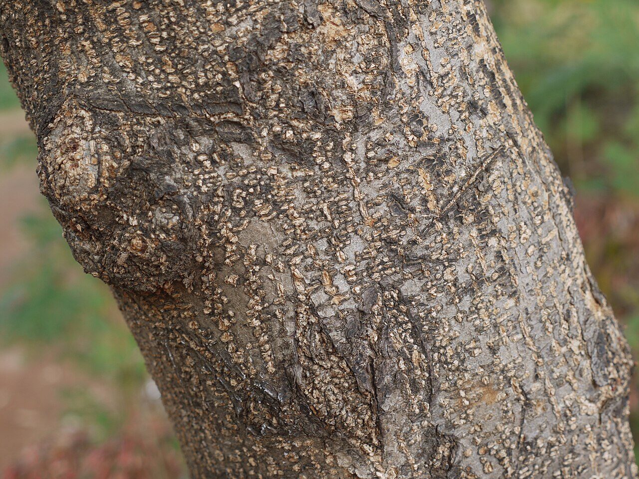 White leadtree 7