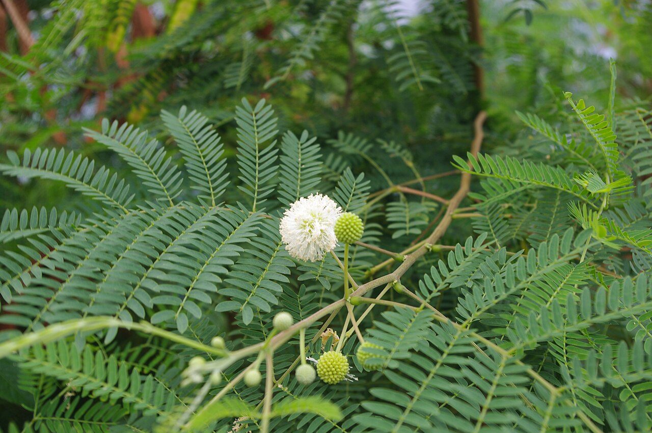 White leadtree 8