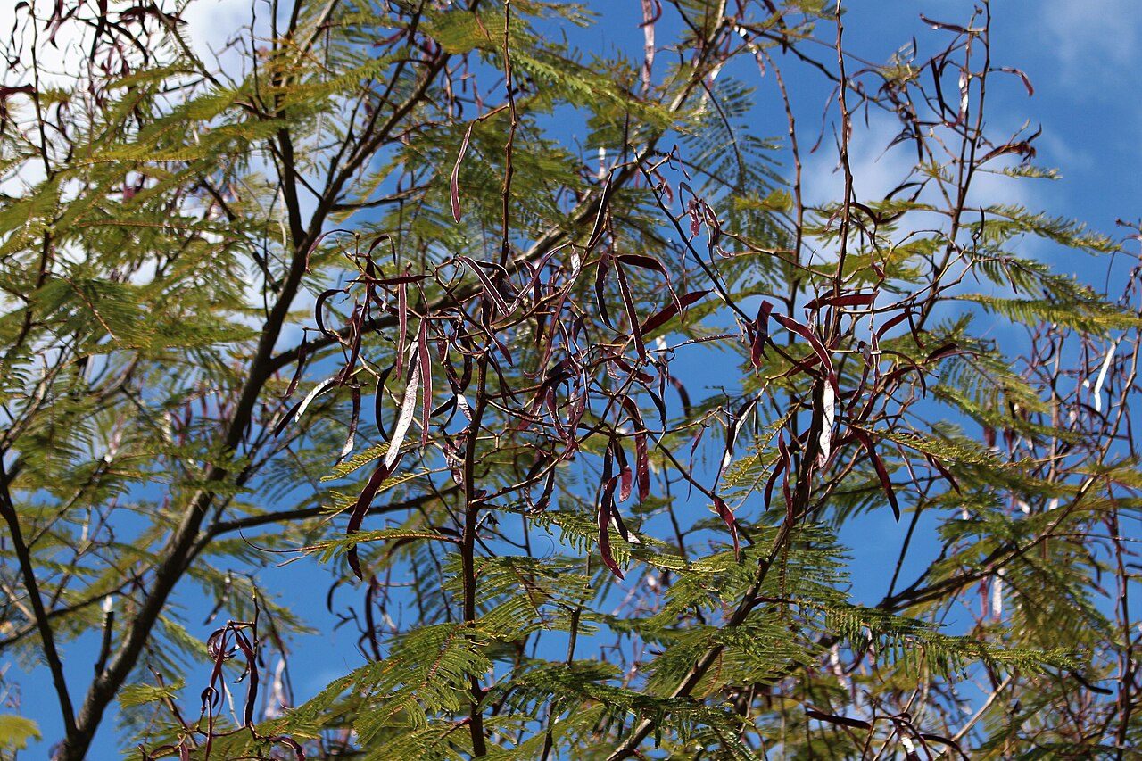 White leadtree 9