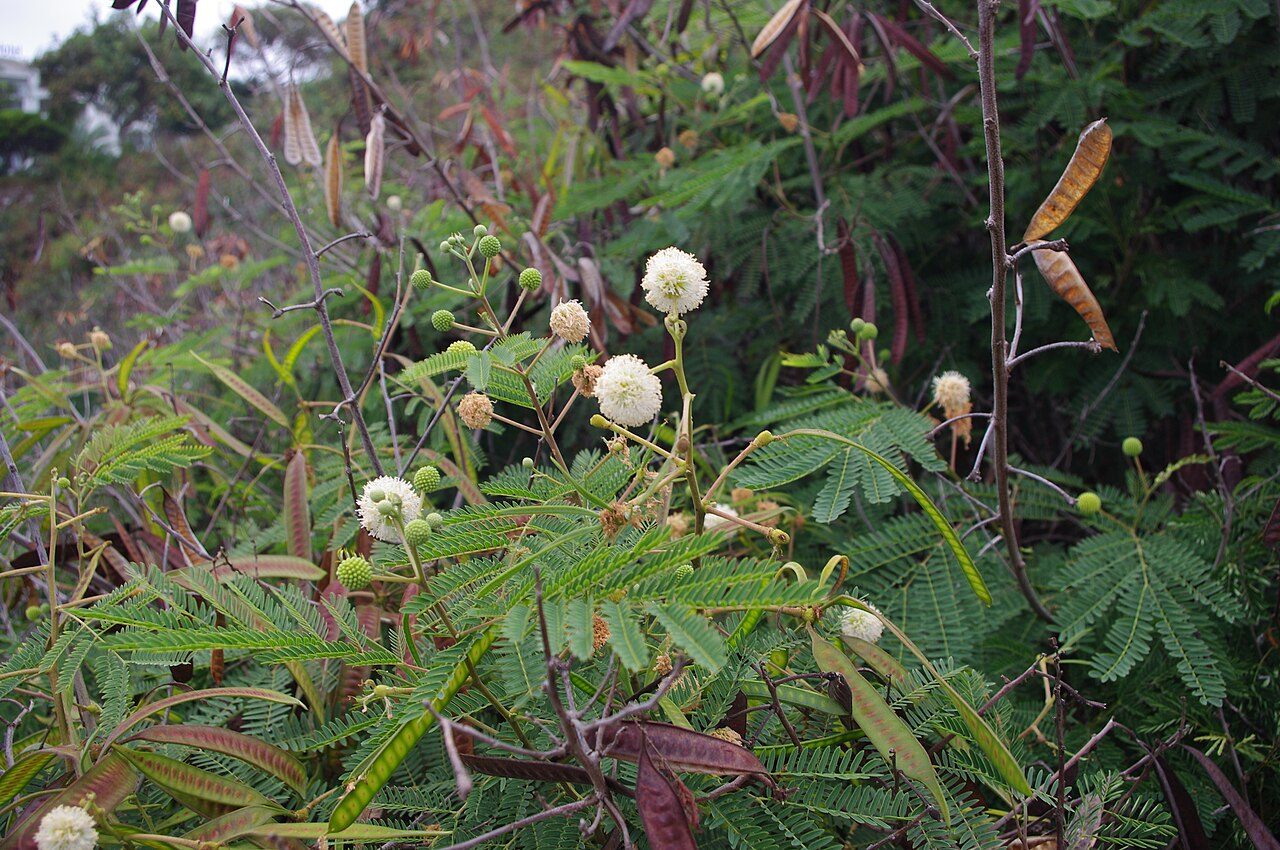 White leadtree 10