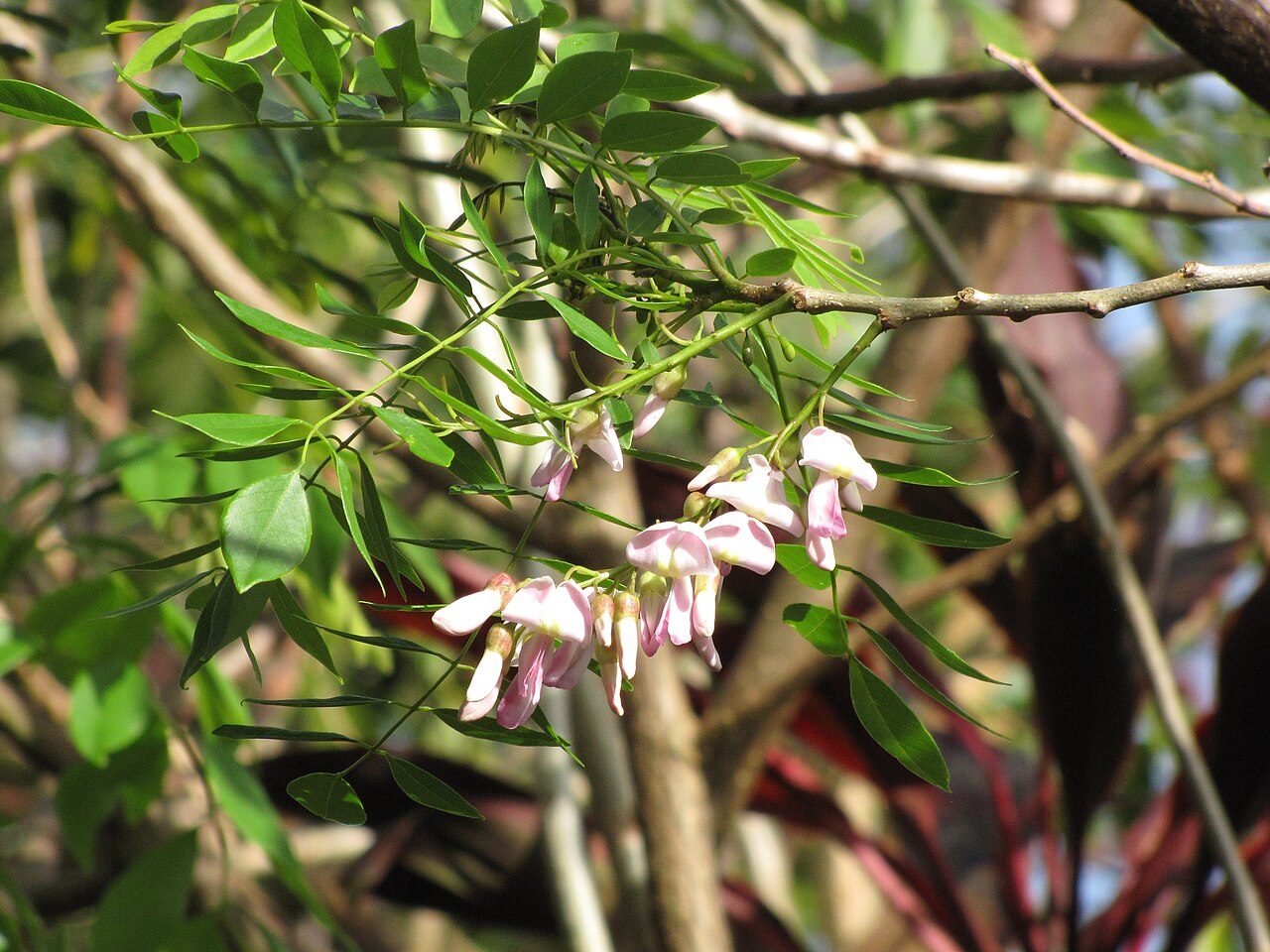 Gliricidia 6