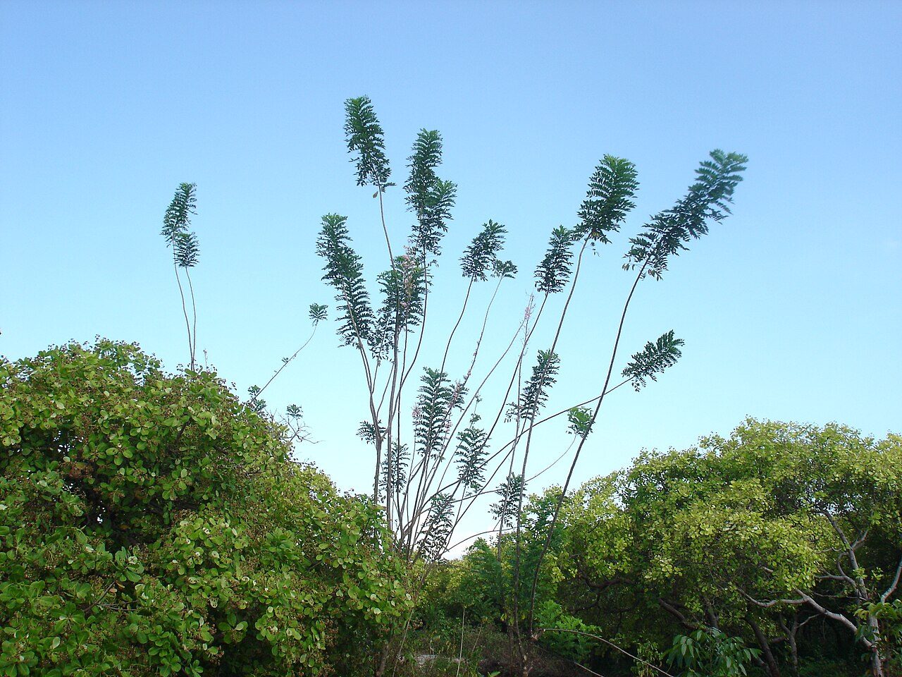 Gliricidia 7