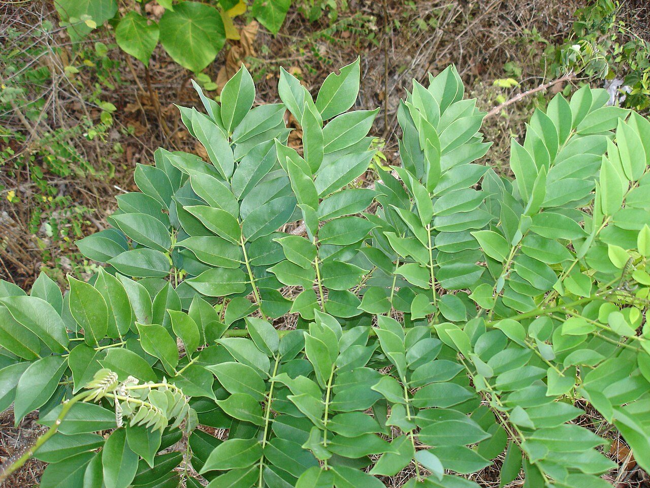 Gliricidia 8