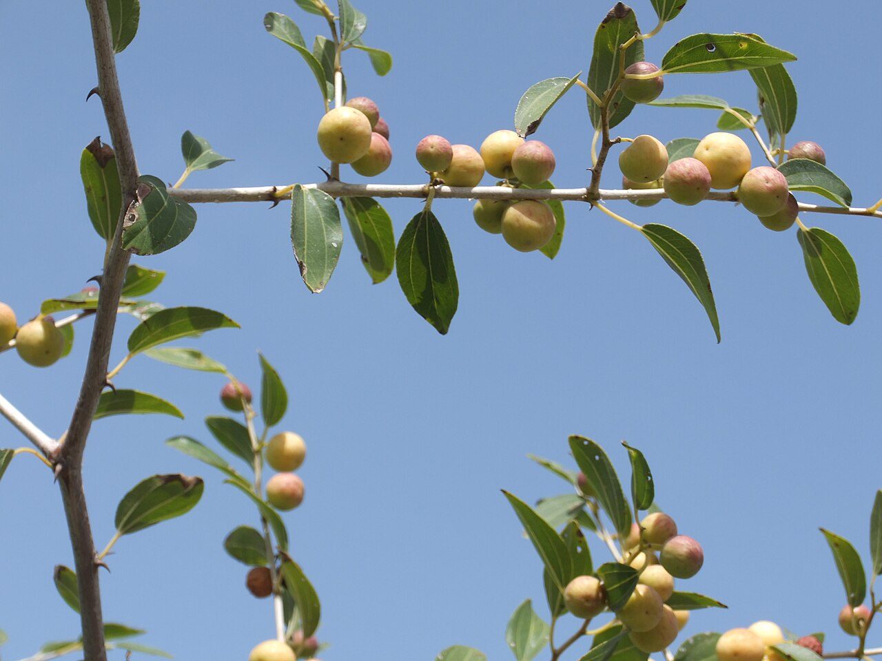 Ziziphus spina-christi 2