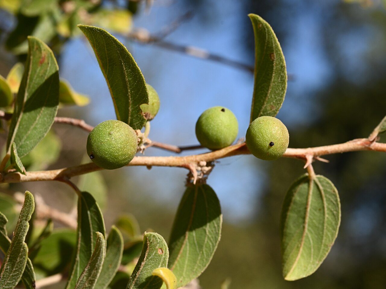 Ziziphus spina-christi 3