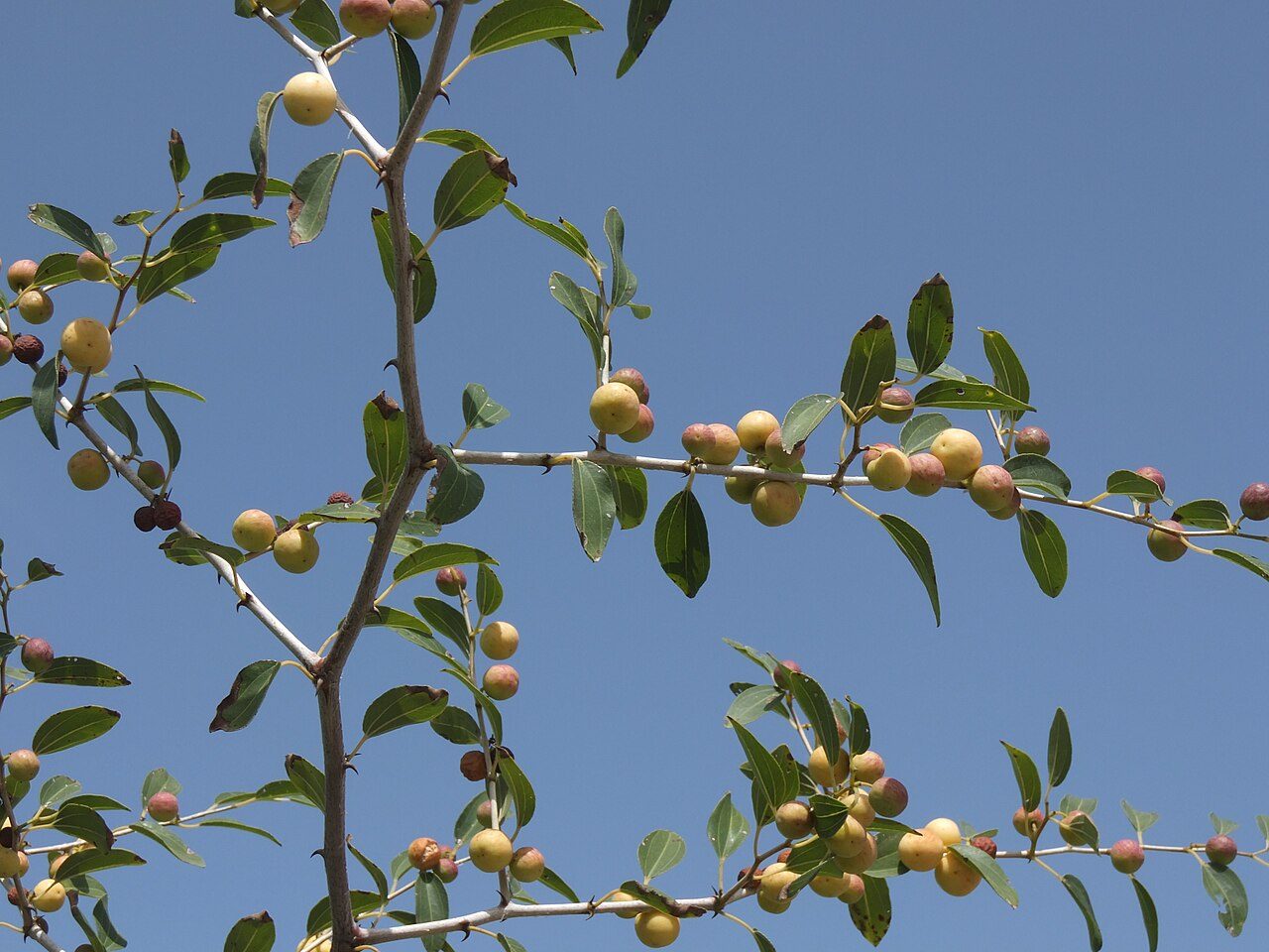 Ziziphus spina-christi 4