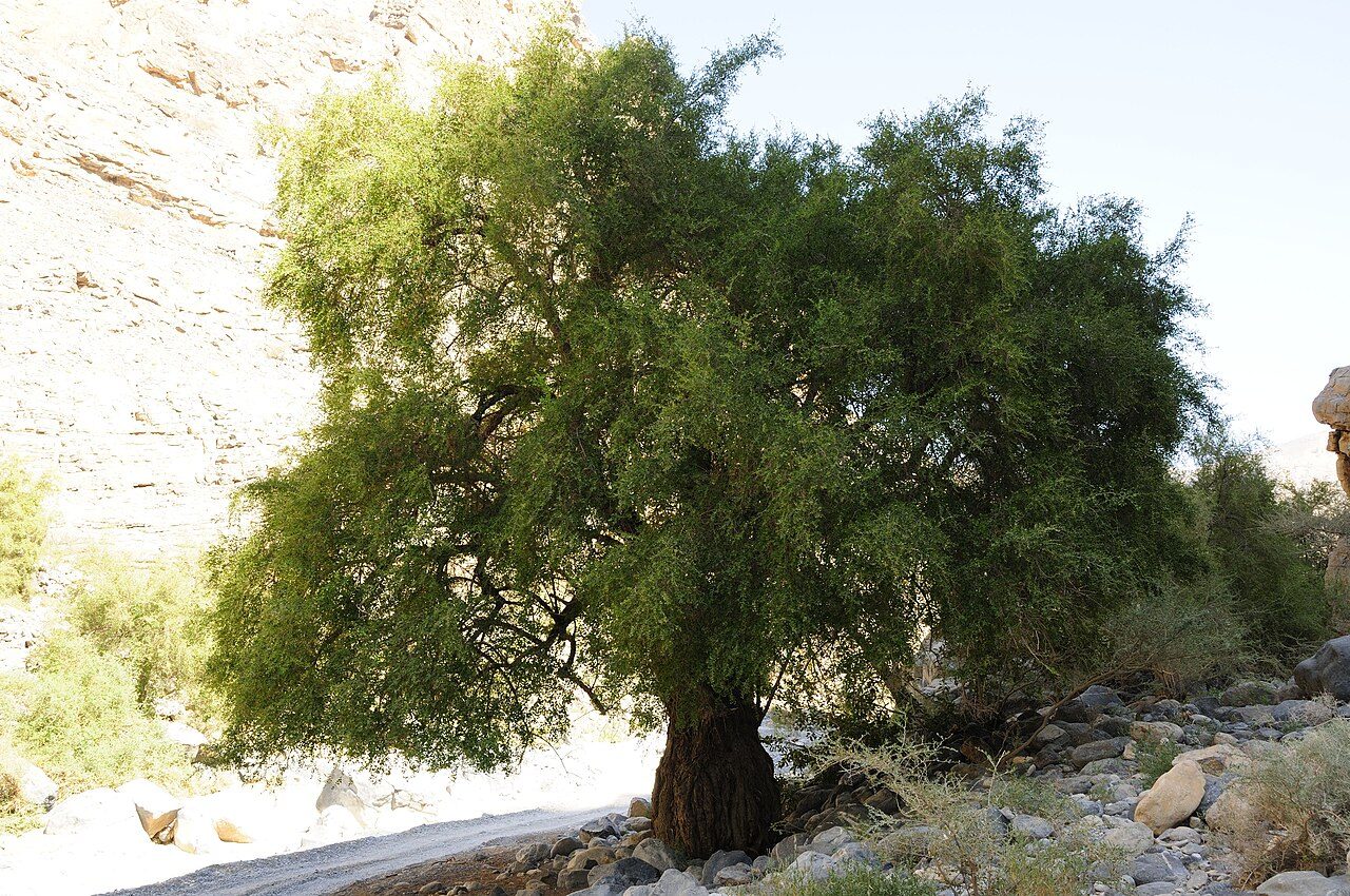 Ziziphus spina-christi 5