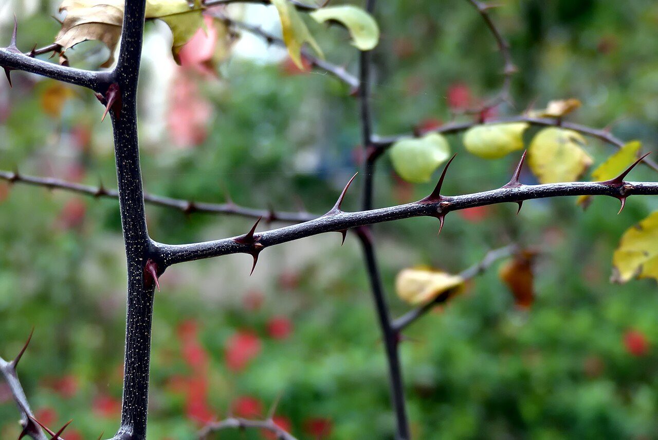 Ziziphus spina-christi 6