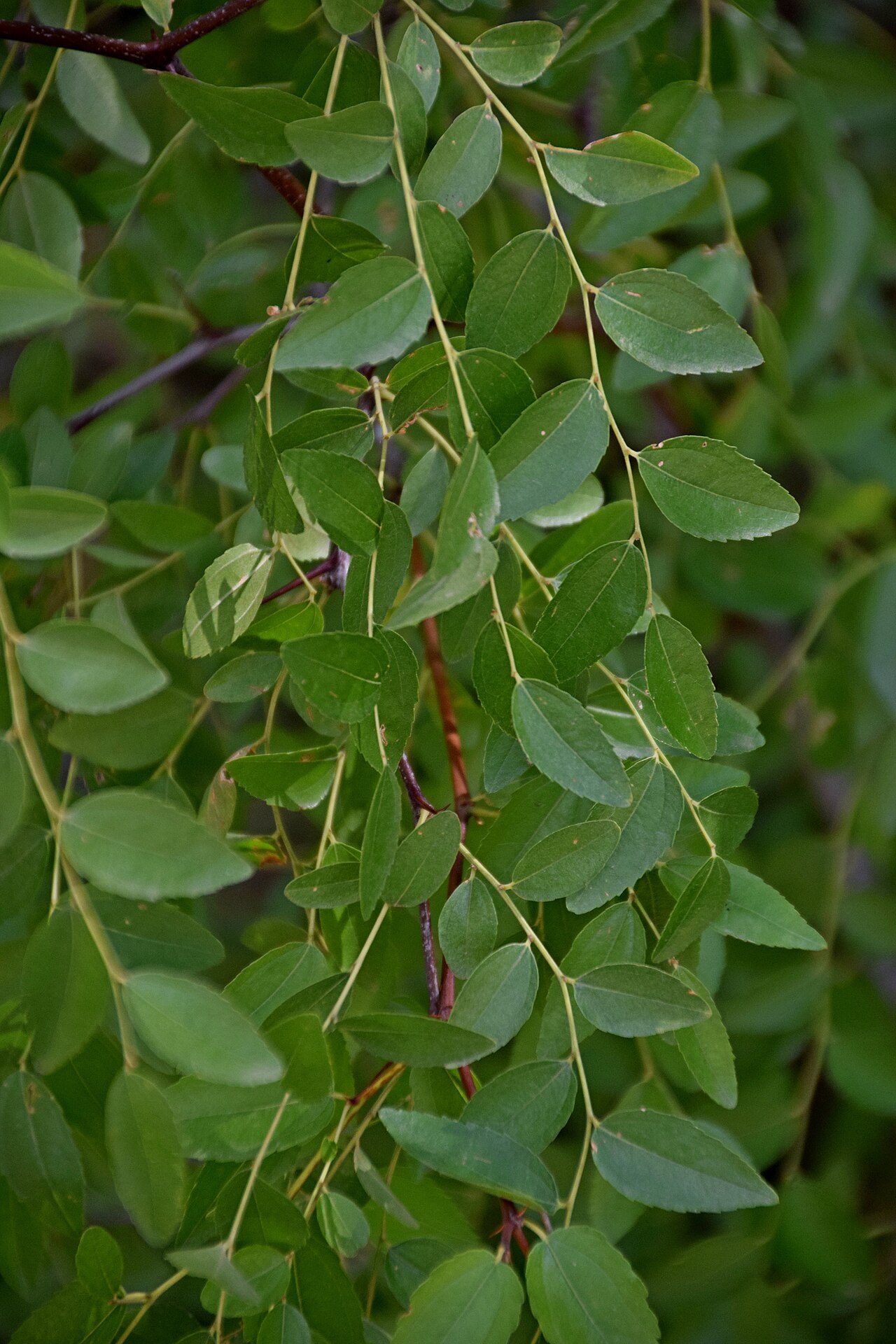 Ziziphus lotus 5