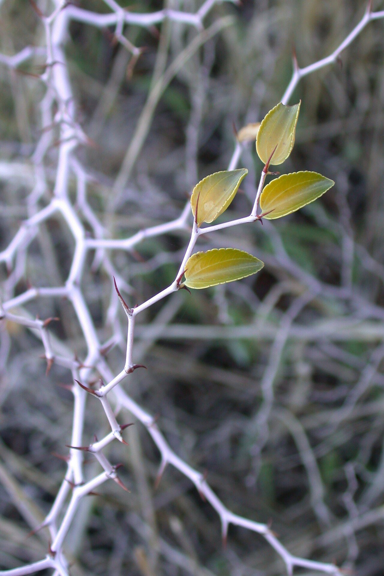 Ziziphus lotus 6