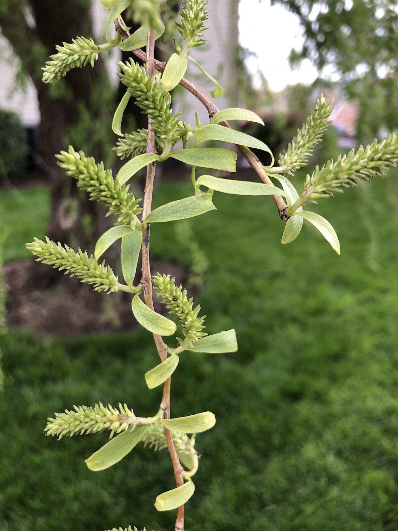 Weeping willow