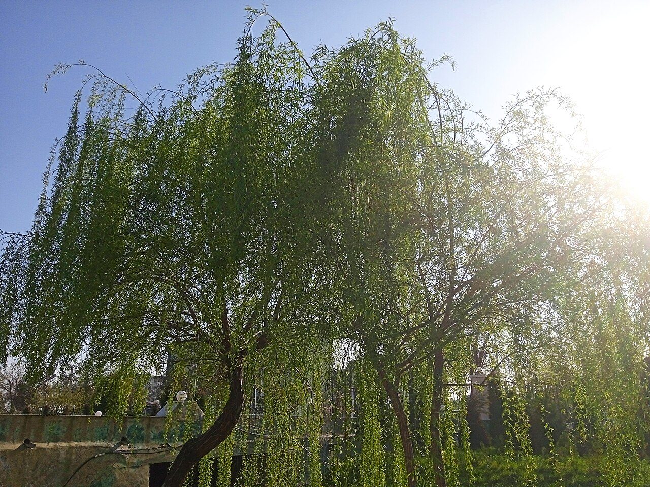 Weeping willow 2