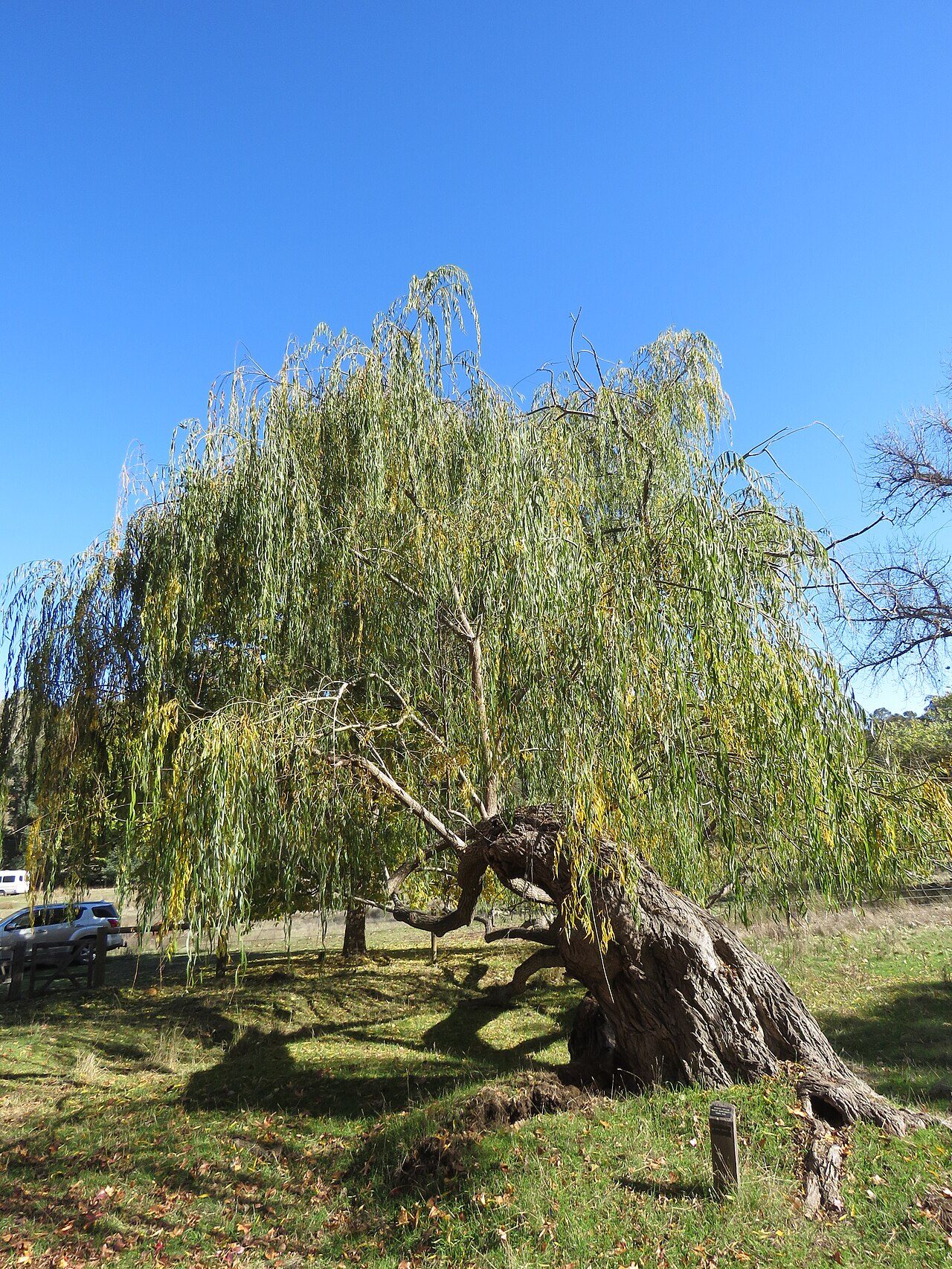 Weeping willow 3