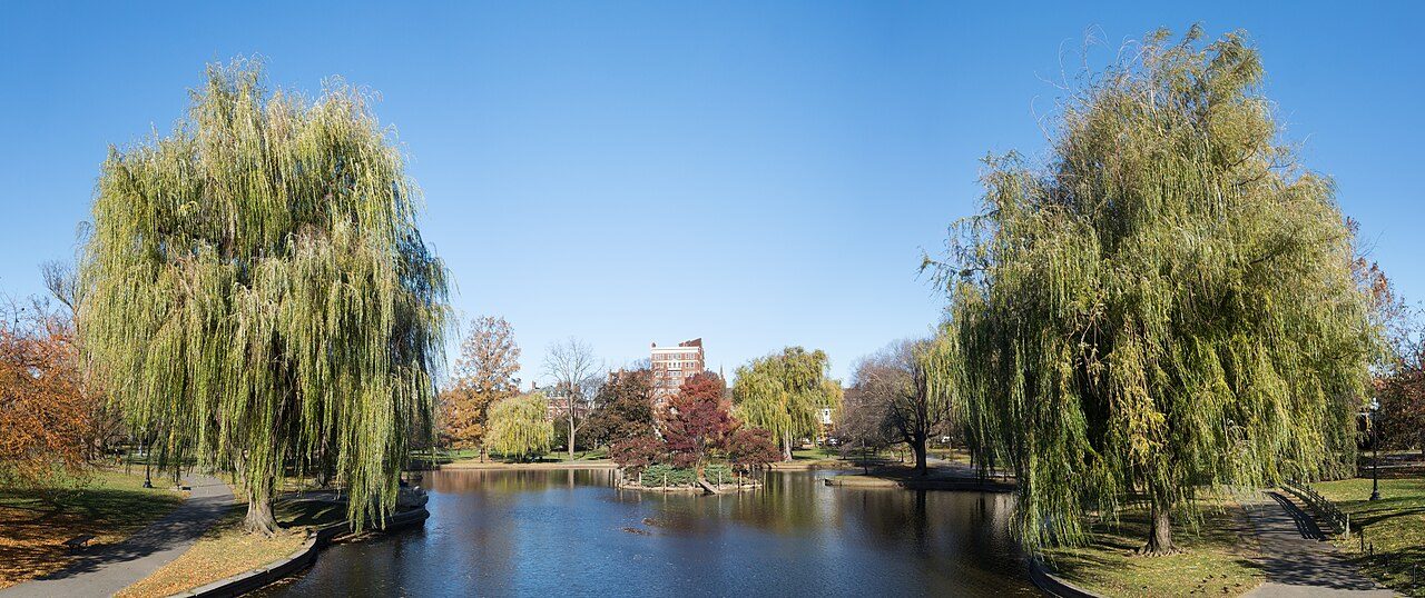 Weeping willow 4