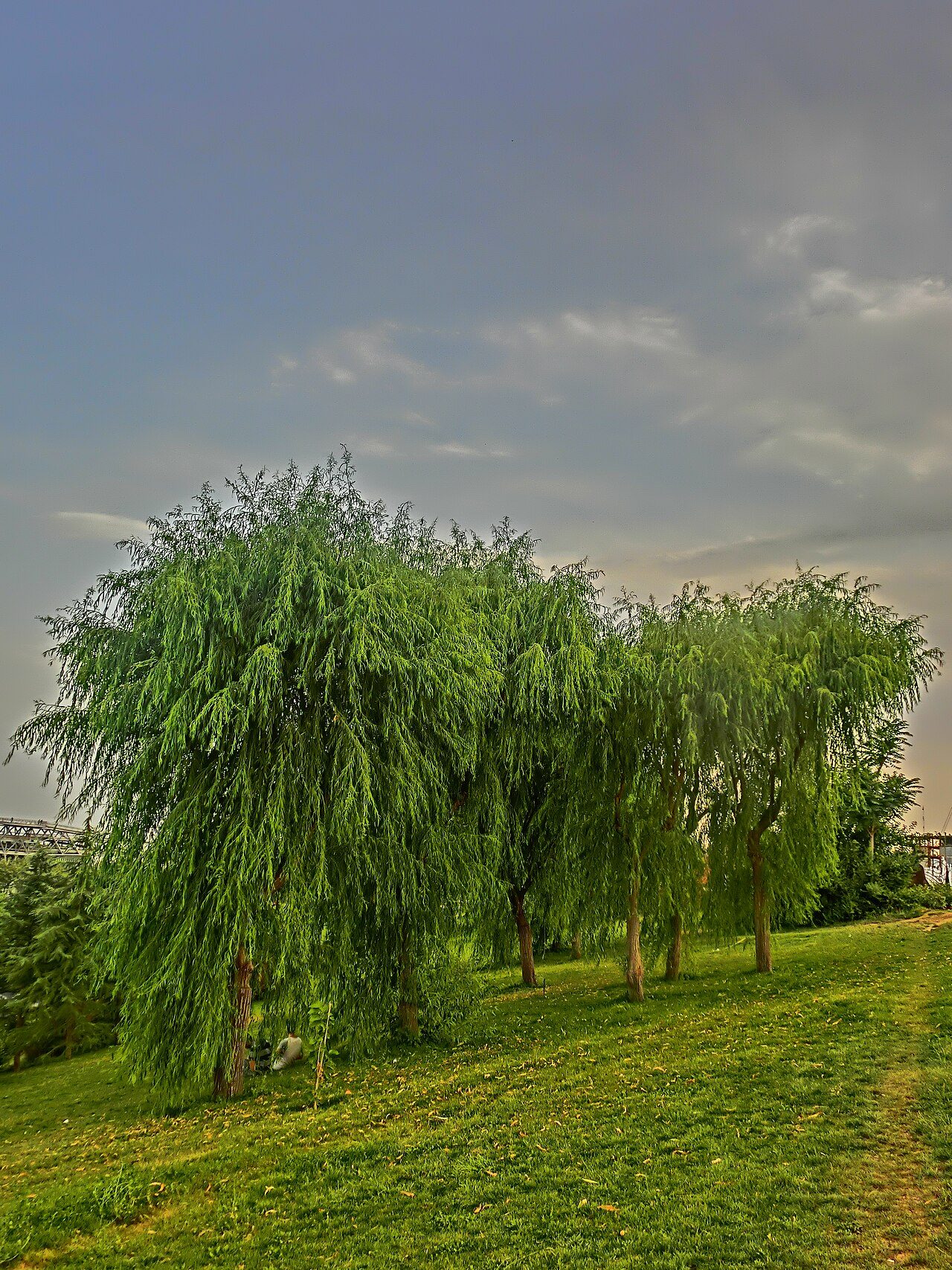 Weeping willow 5