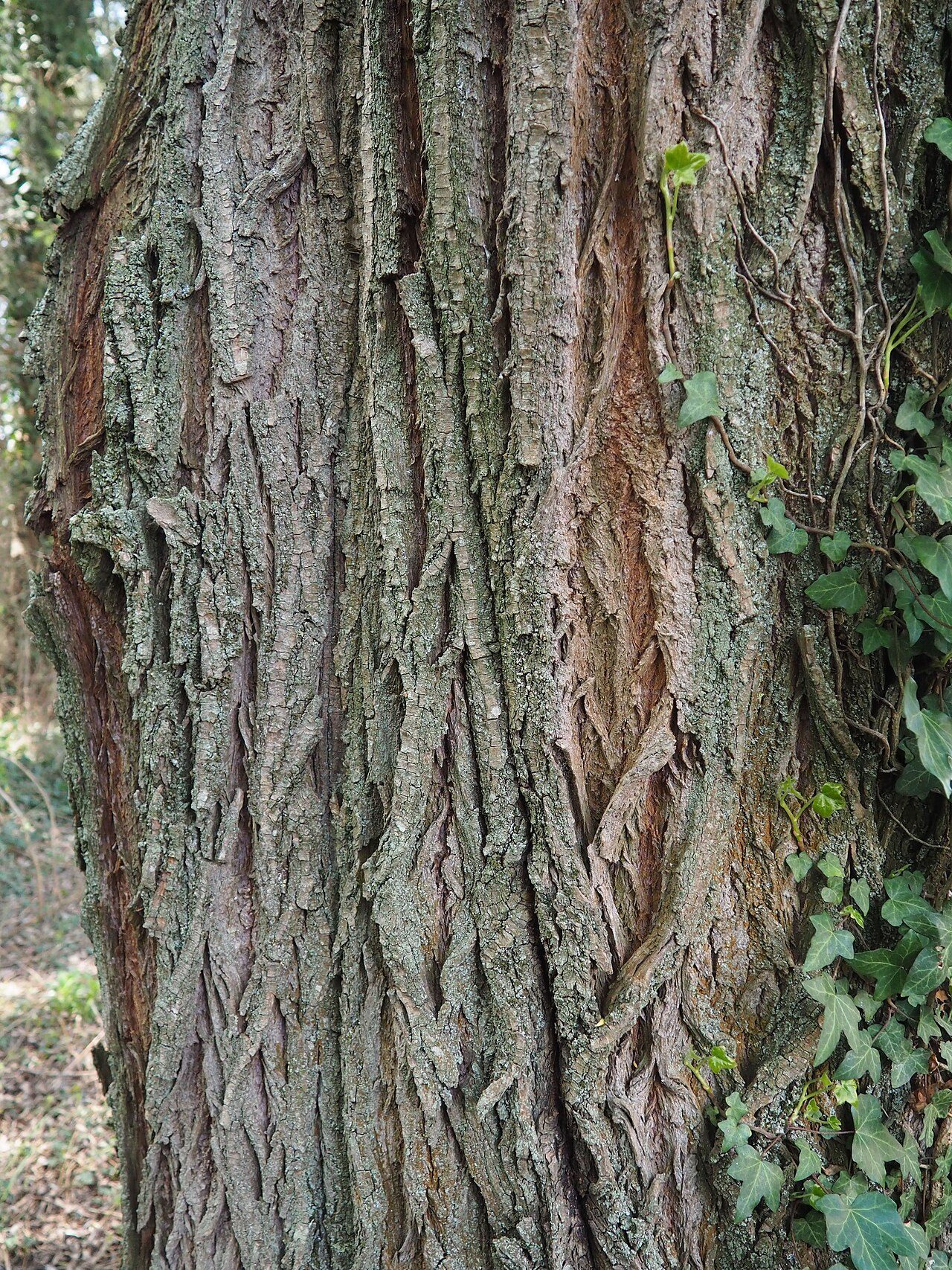 Weeping willow 6
