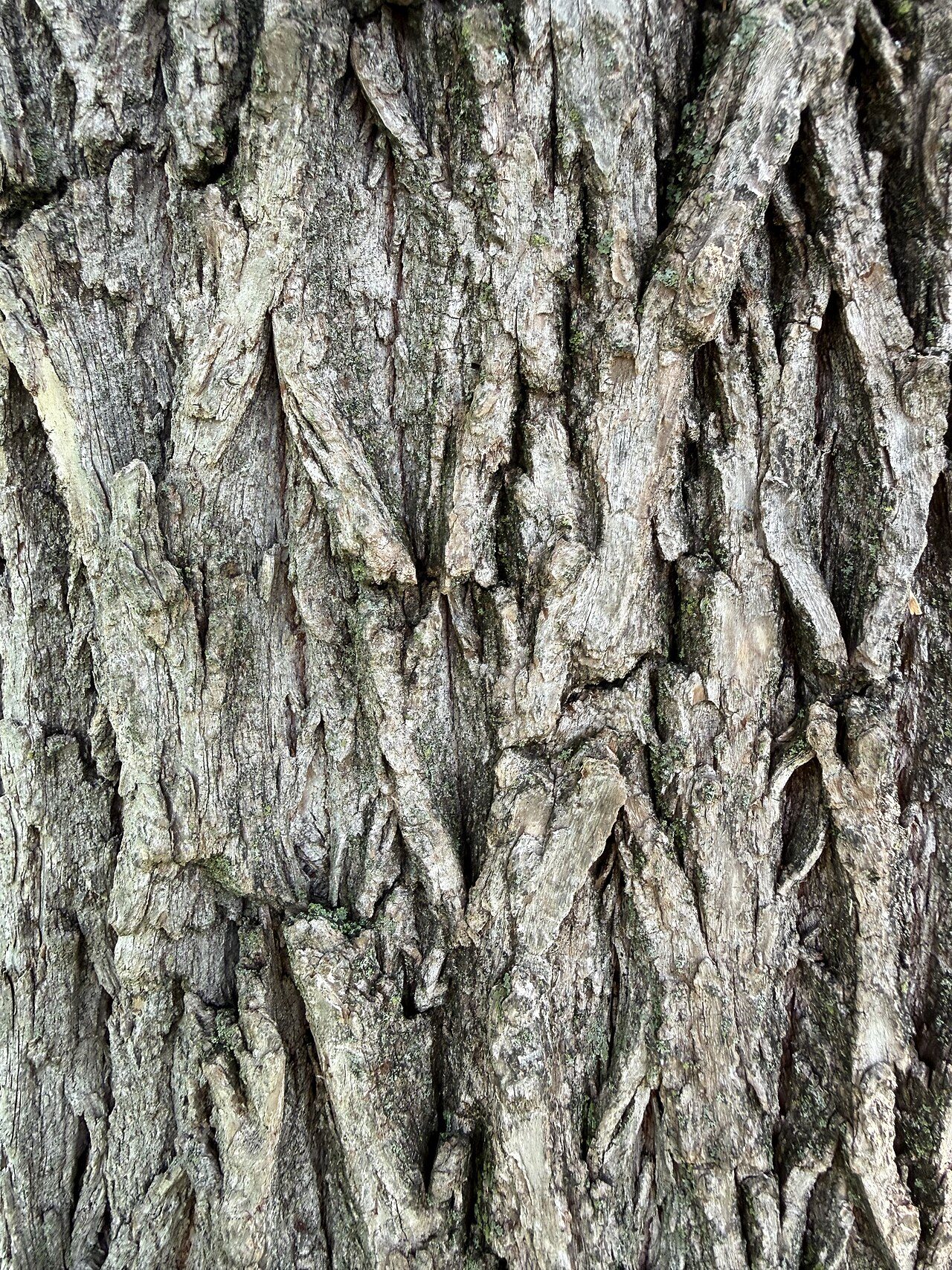 Weeping willow 7