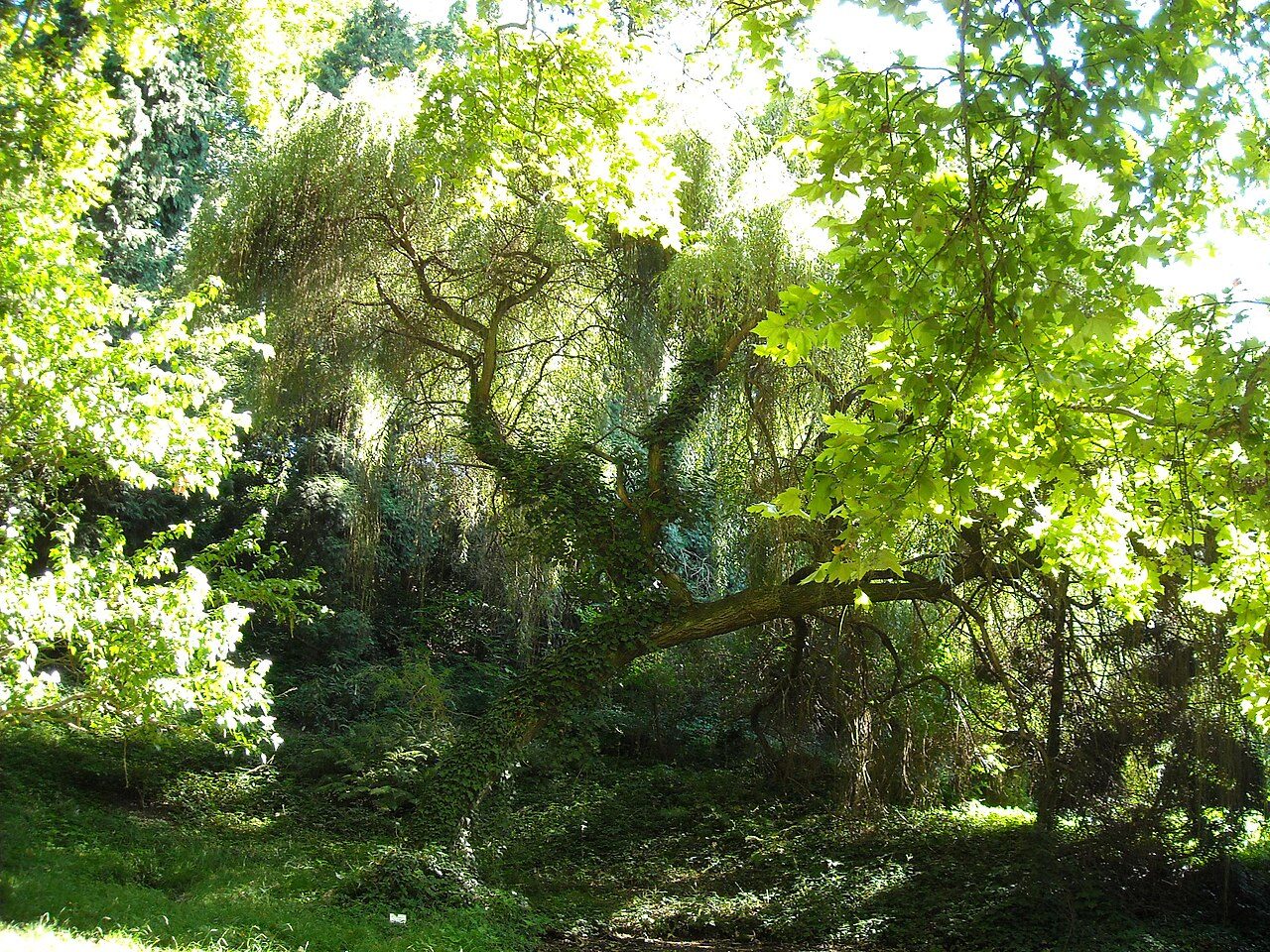 Weeping willow 8