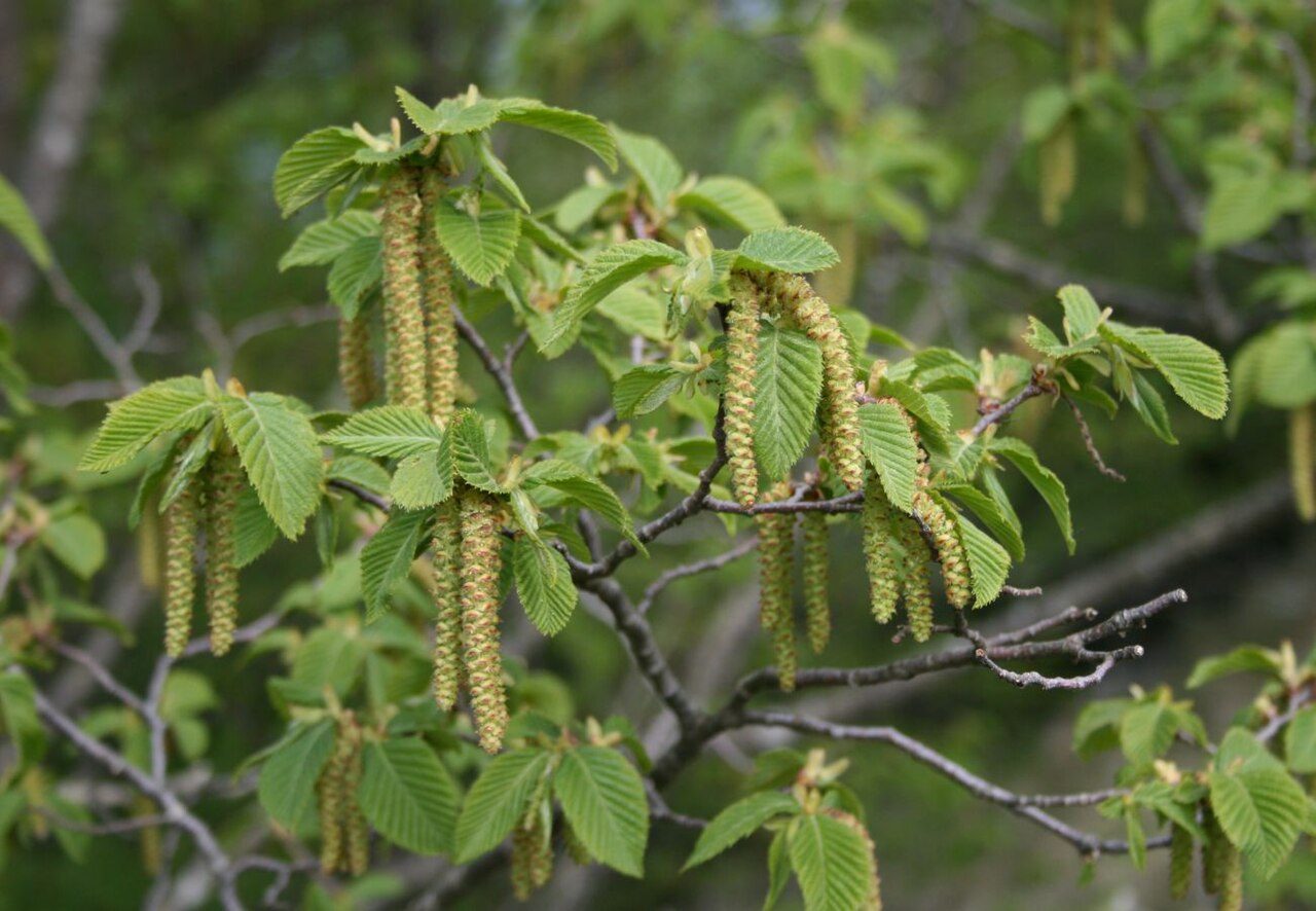 European hop-hornbeam