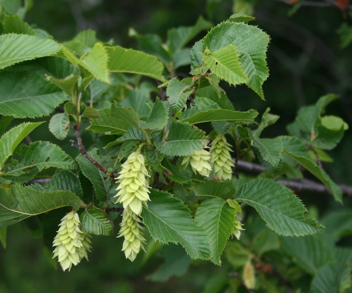 European hop-hornbeam 2
