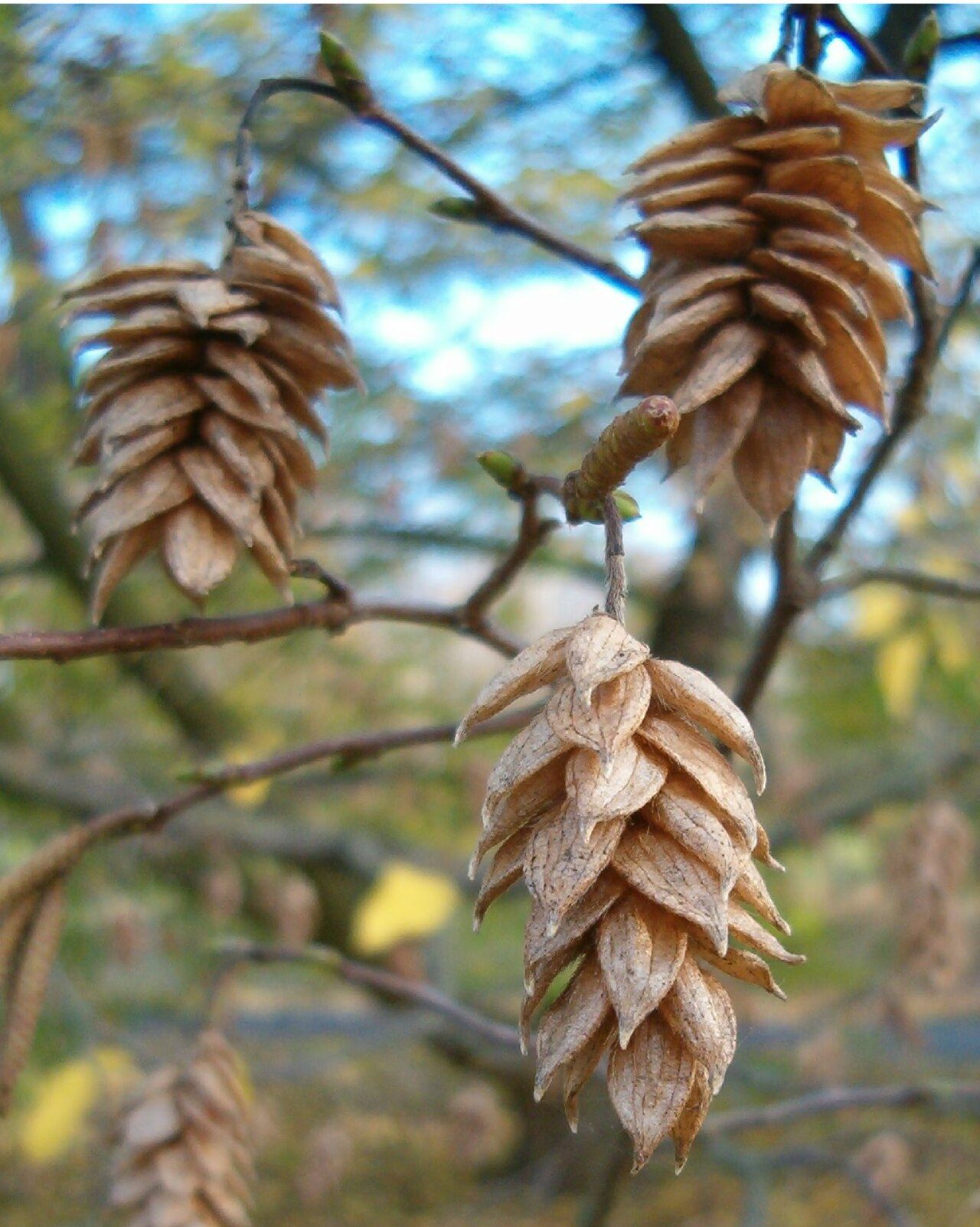 European hop-hornbeam 3
