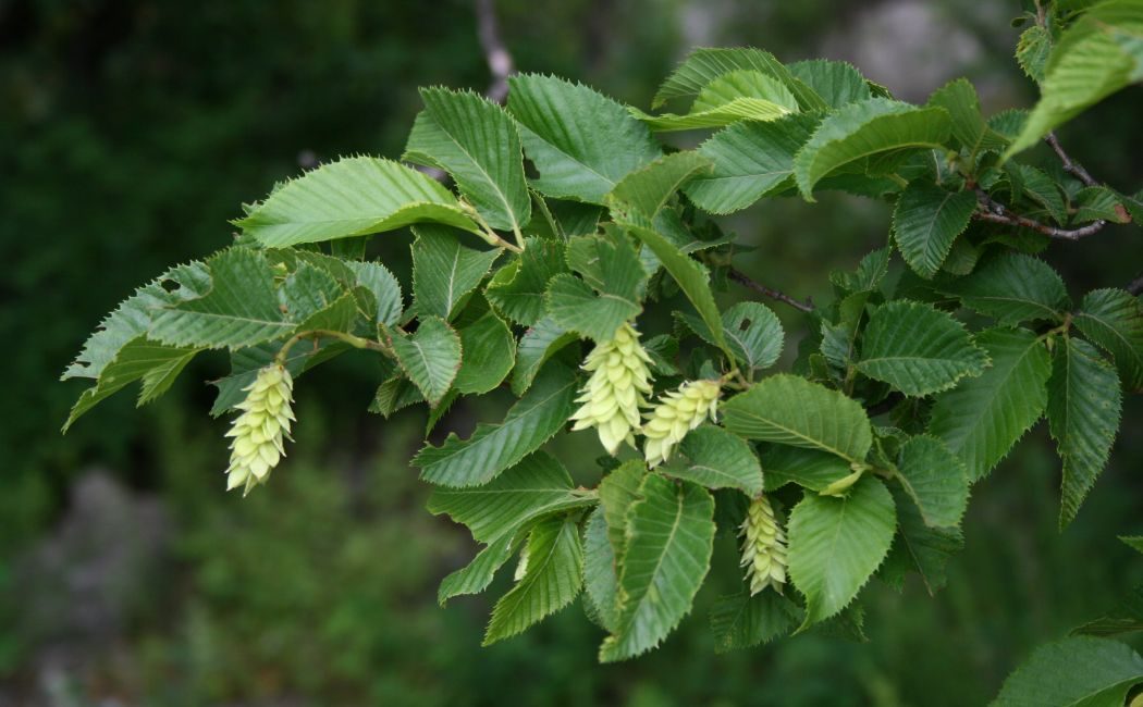 European hop-hornbeam 4