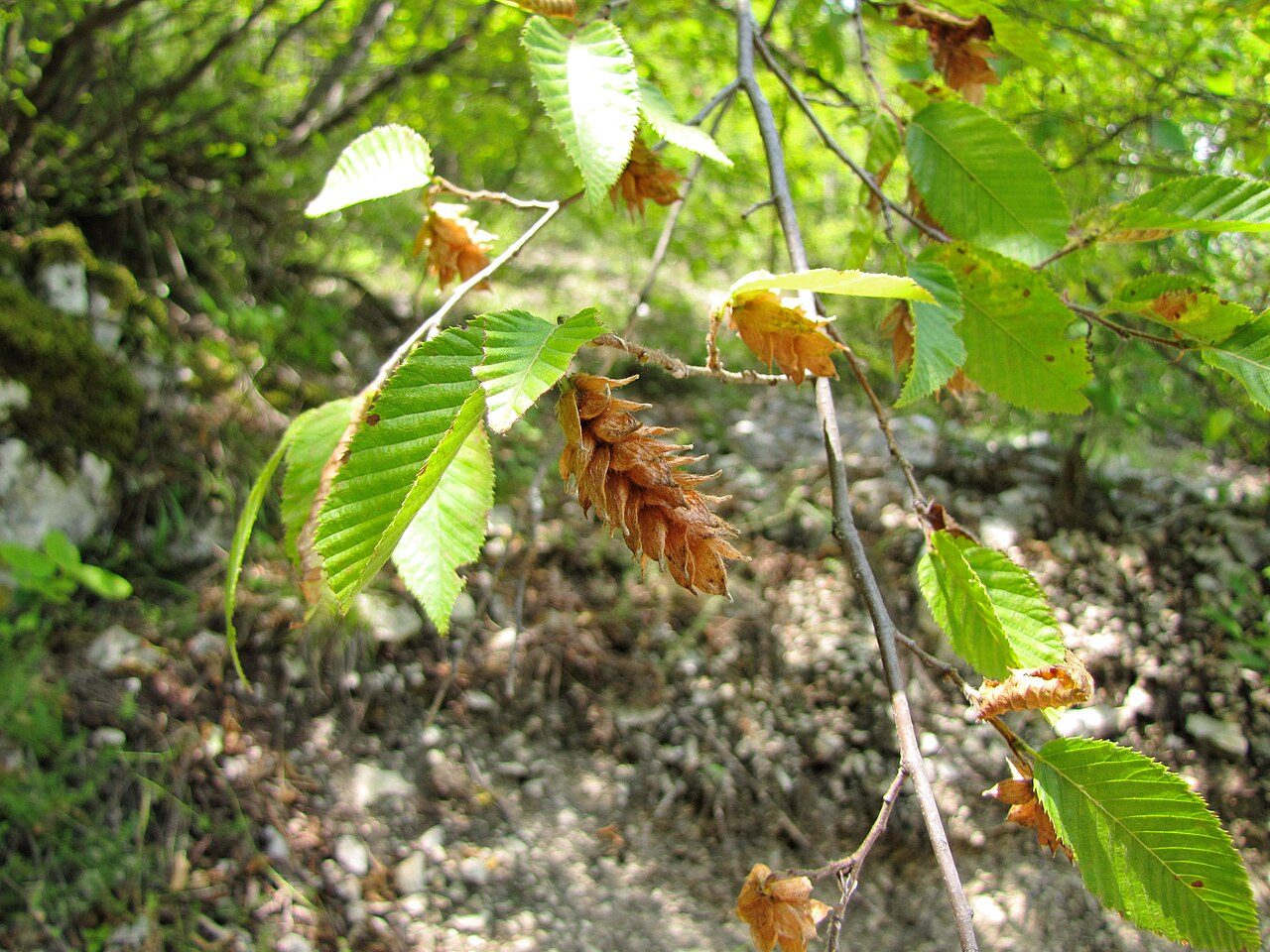 European hop-hornbeam 5
