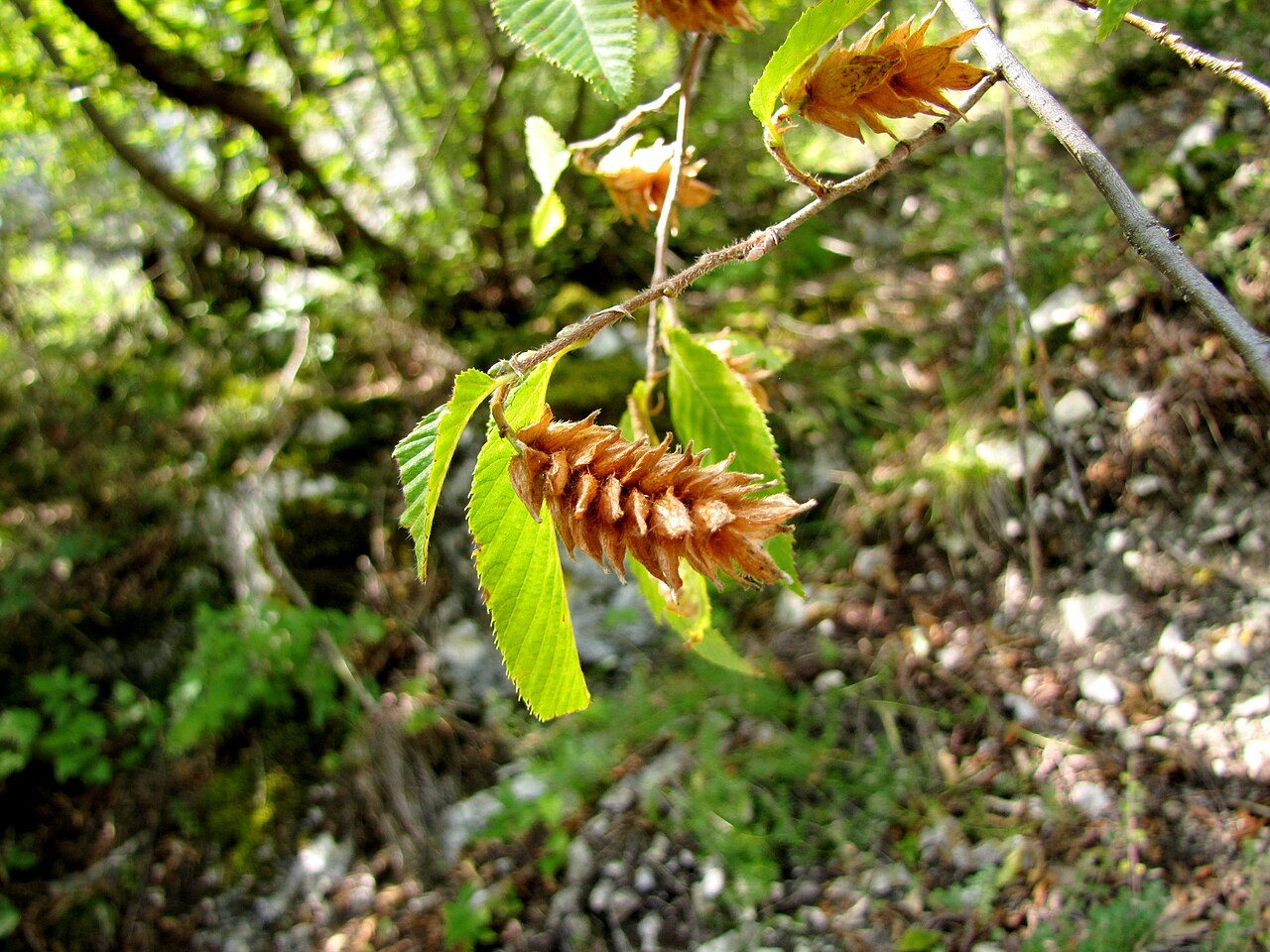European hop-hornbeam 6