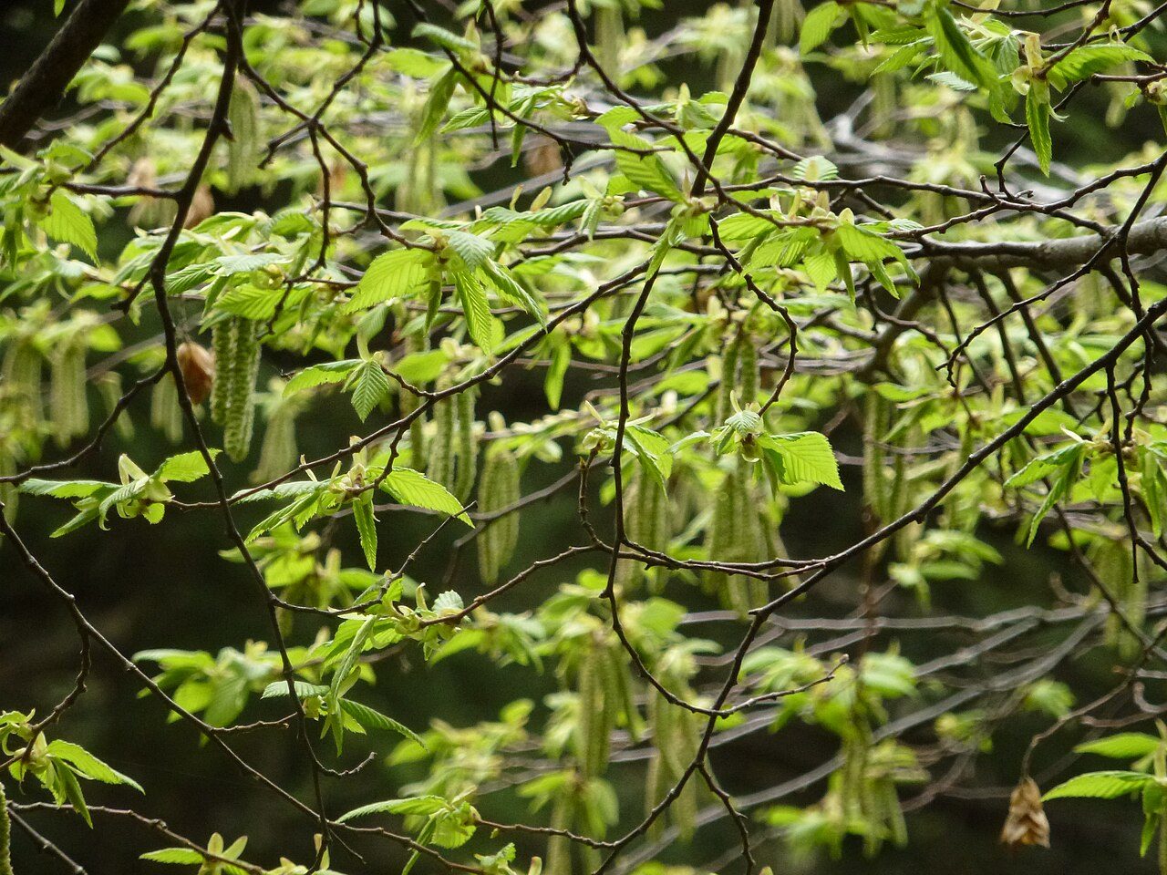 European hop-hornbeam 7