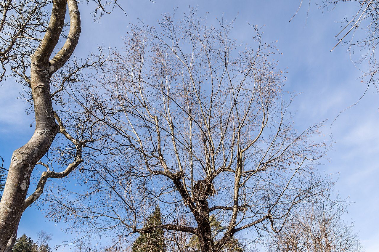 European hop-hornbeam 8